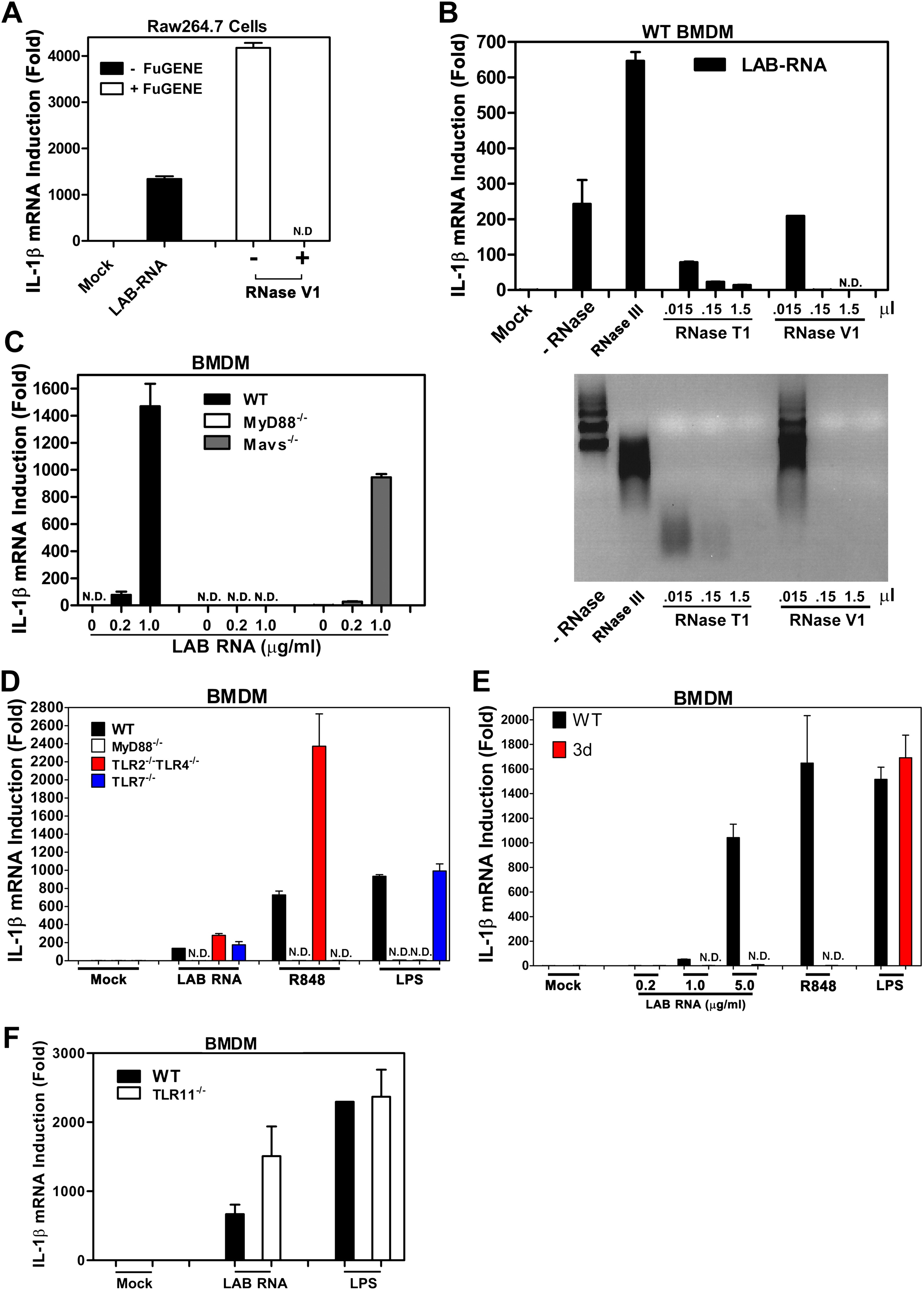 Sequence specific detection of bacterial 23S ribosomal RNA by TLR13                    DNALI1 interacts with the MEIG1/PACRG complex within the manchette and is required for proper sperm flagellum assembly in mice                                      The nutrient-sensing GCN2 signaling pathway is essential for circadian clock function by regulating histone acetylation under amino acid starvation                                      Caveolae and Bin1 form ring-shaped platforms for T-tubule initiation