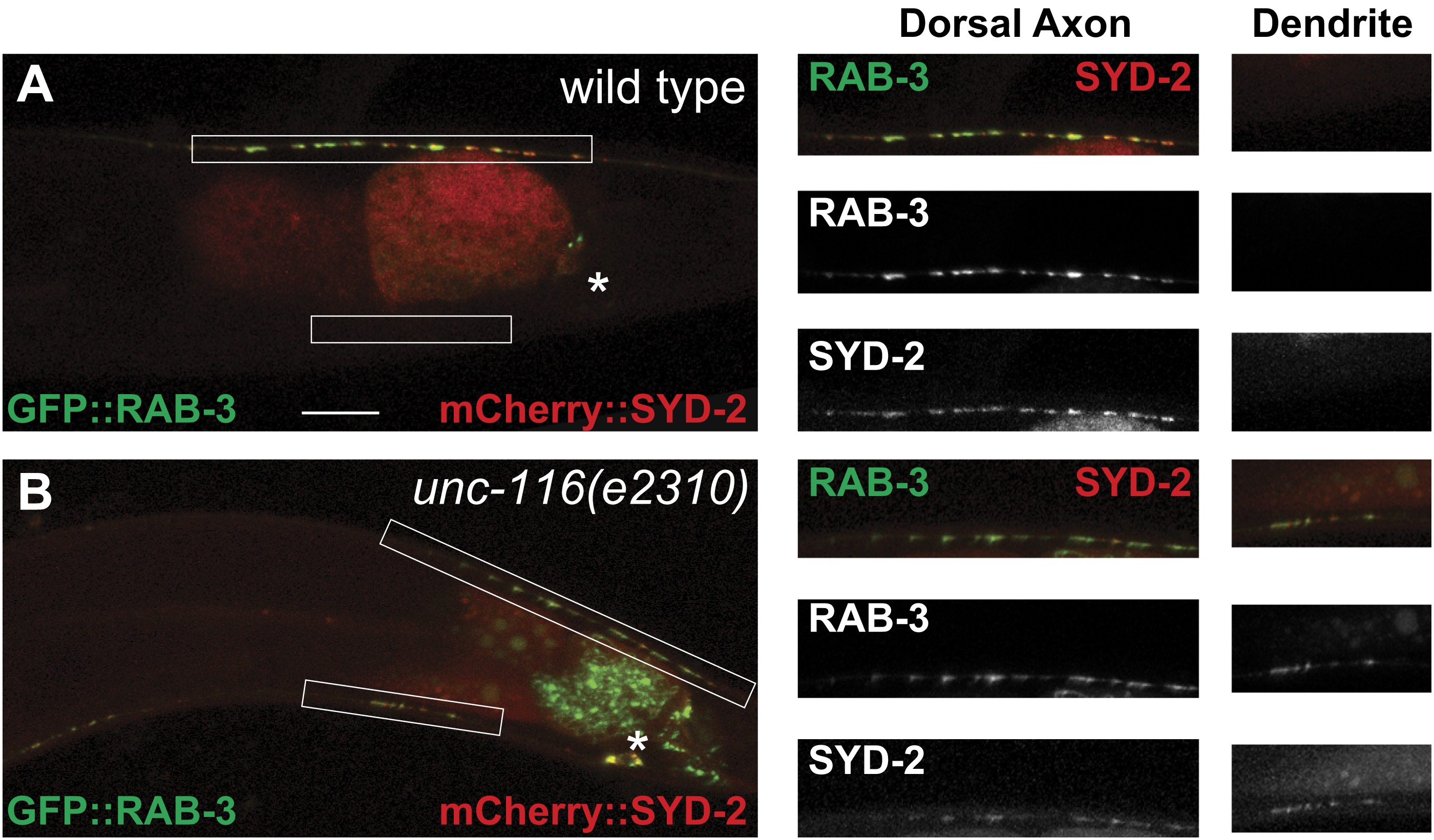 Kinesin-1 regulates dendrite microtubule polarity in Caenorhabditis ...