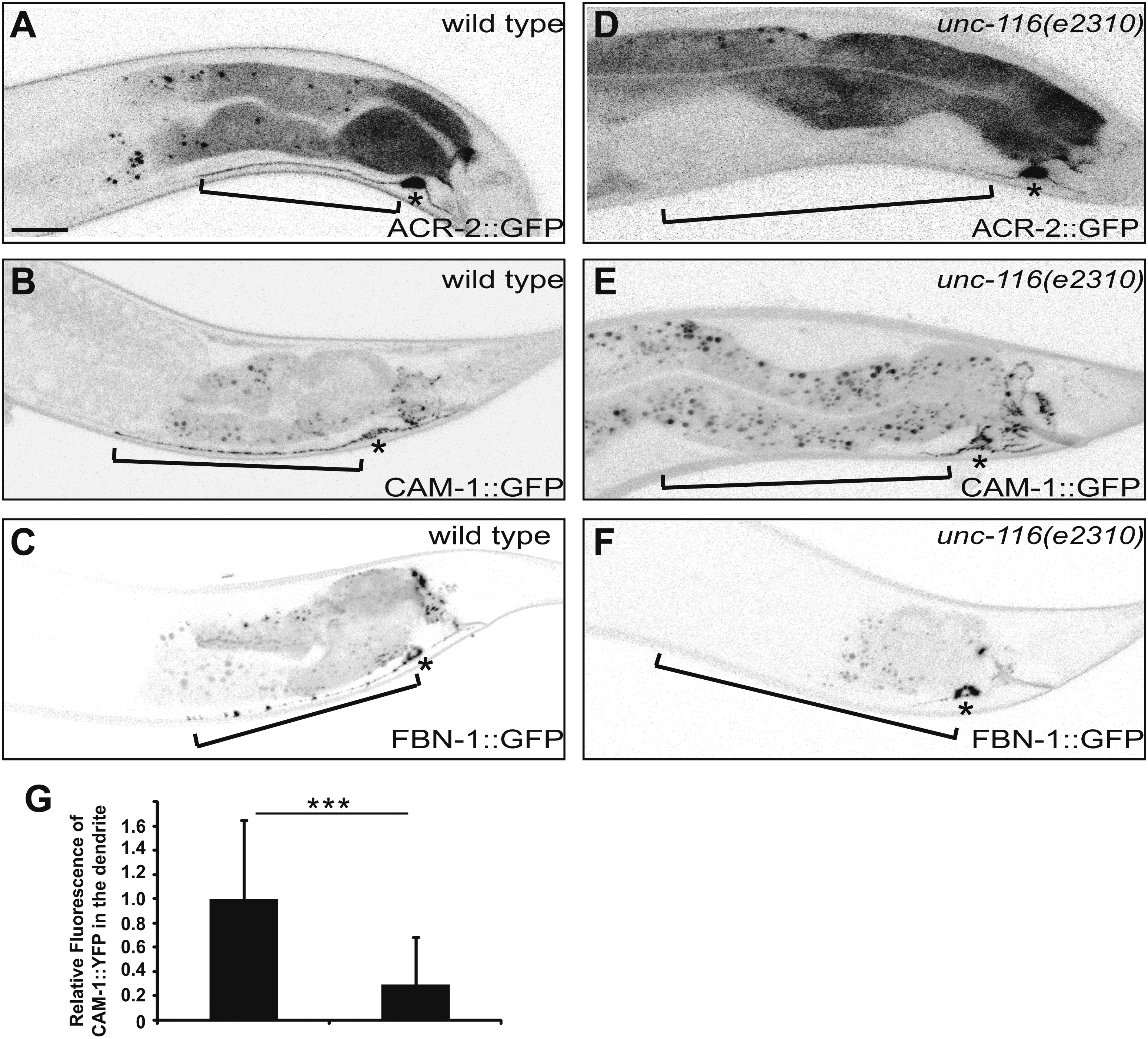 Kinesin-1 regulates dendrite microtubule polarity in Caenorhabditis ...