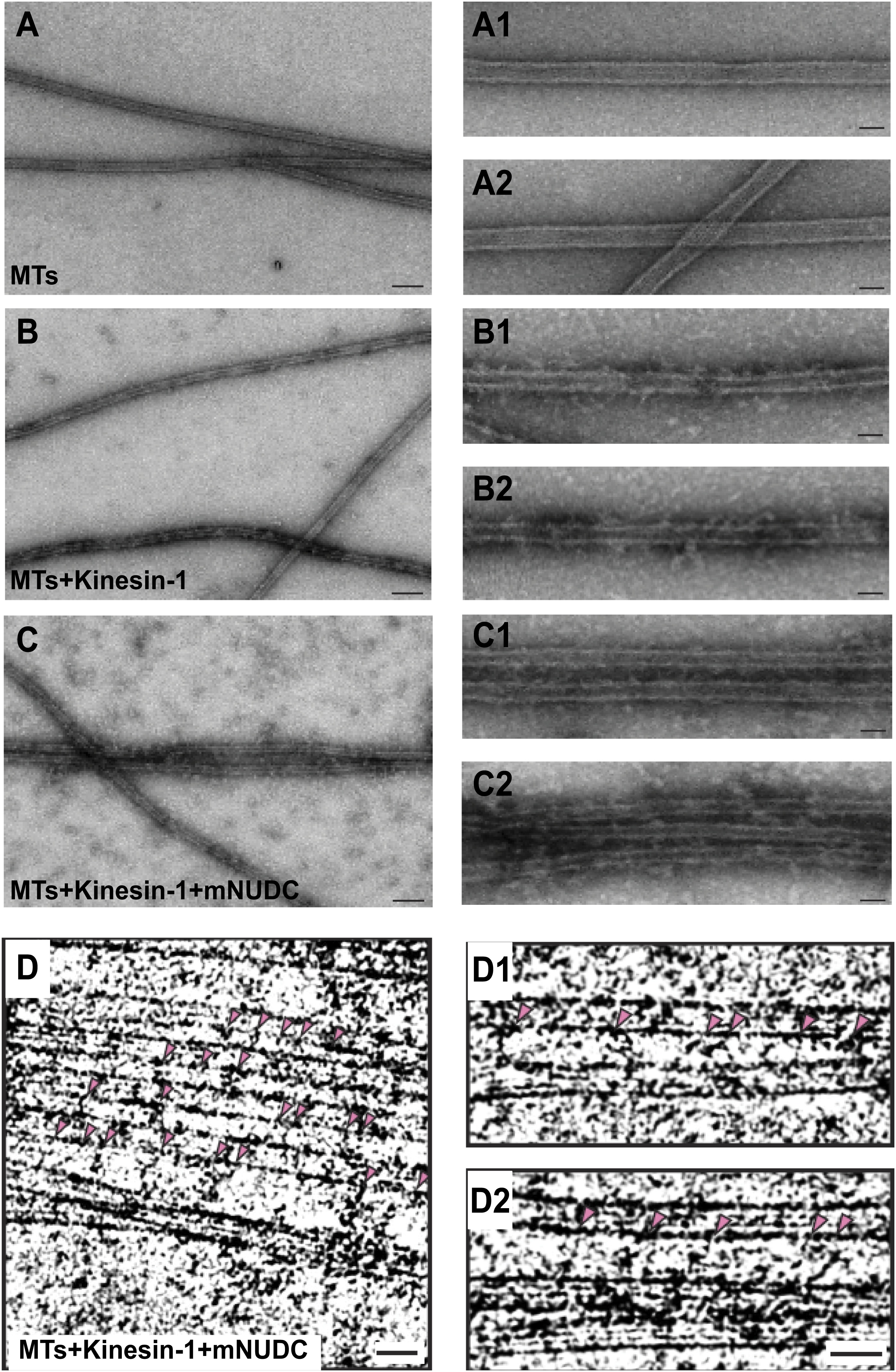 Kinesin-1 regulates dendrite microtubule polarity in Caenorhabditis ...