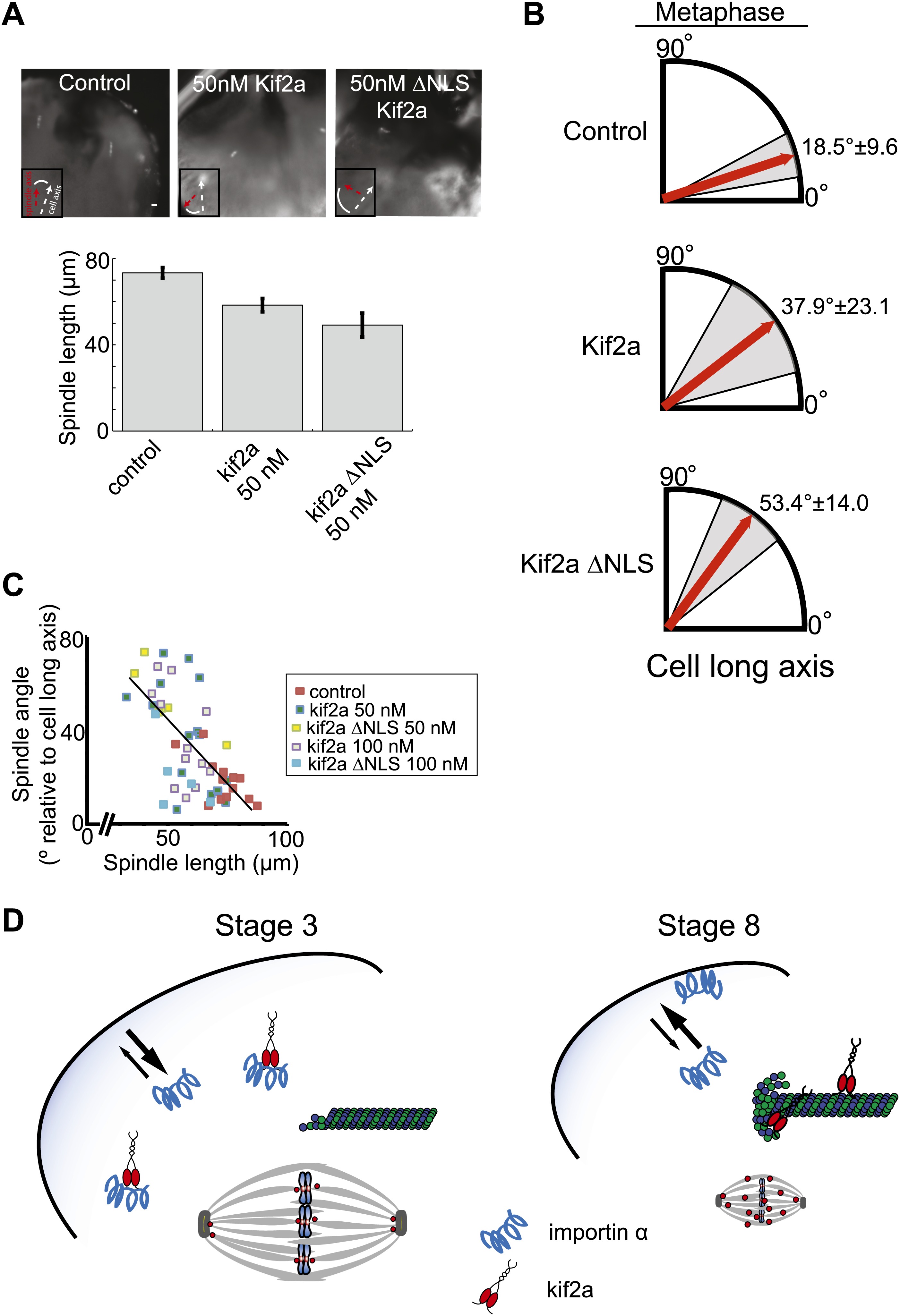 Figure 7. | Mitotic spindle scaling during Xenopus development by kif2a ...