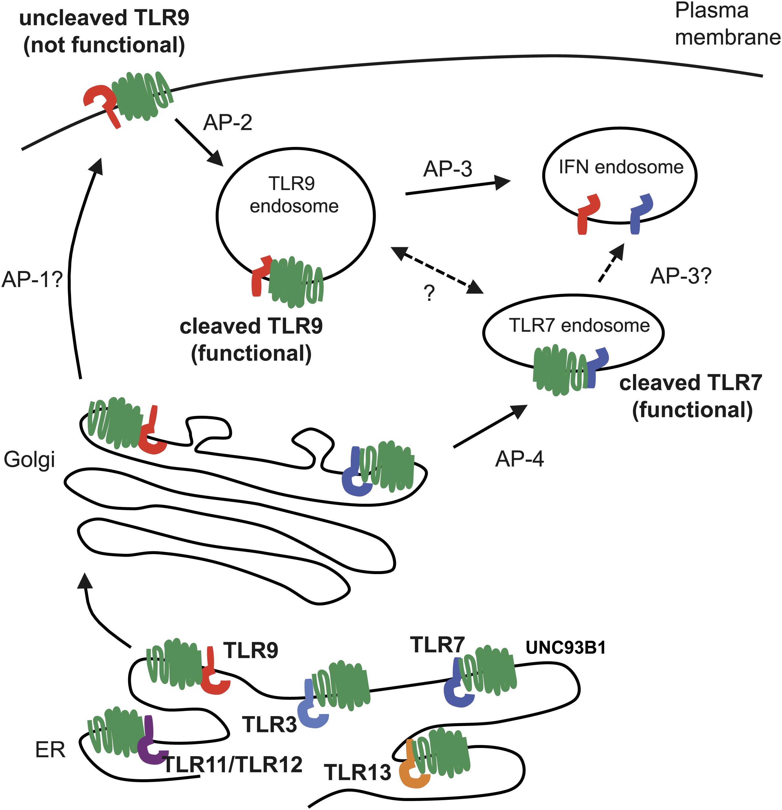 Unc B Mediates Differential Trafficking Of Endosomal Tlrs Elife