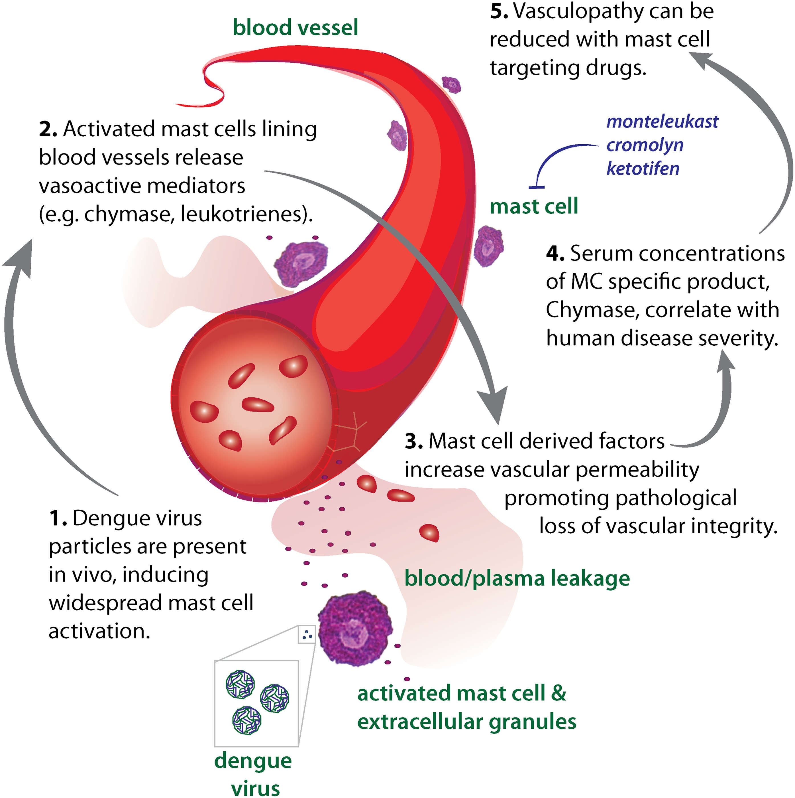 Contributions of mast cells and vasoactive products, leukotrienes and ...