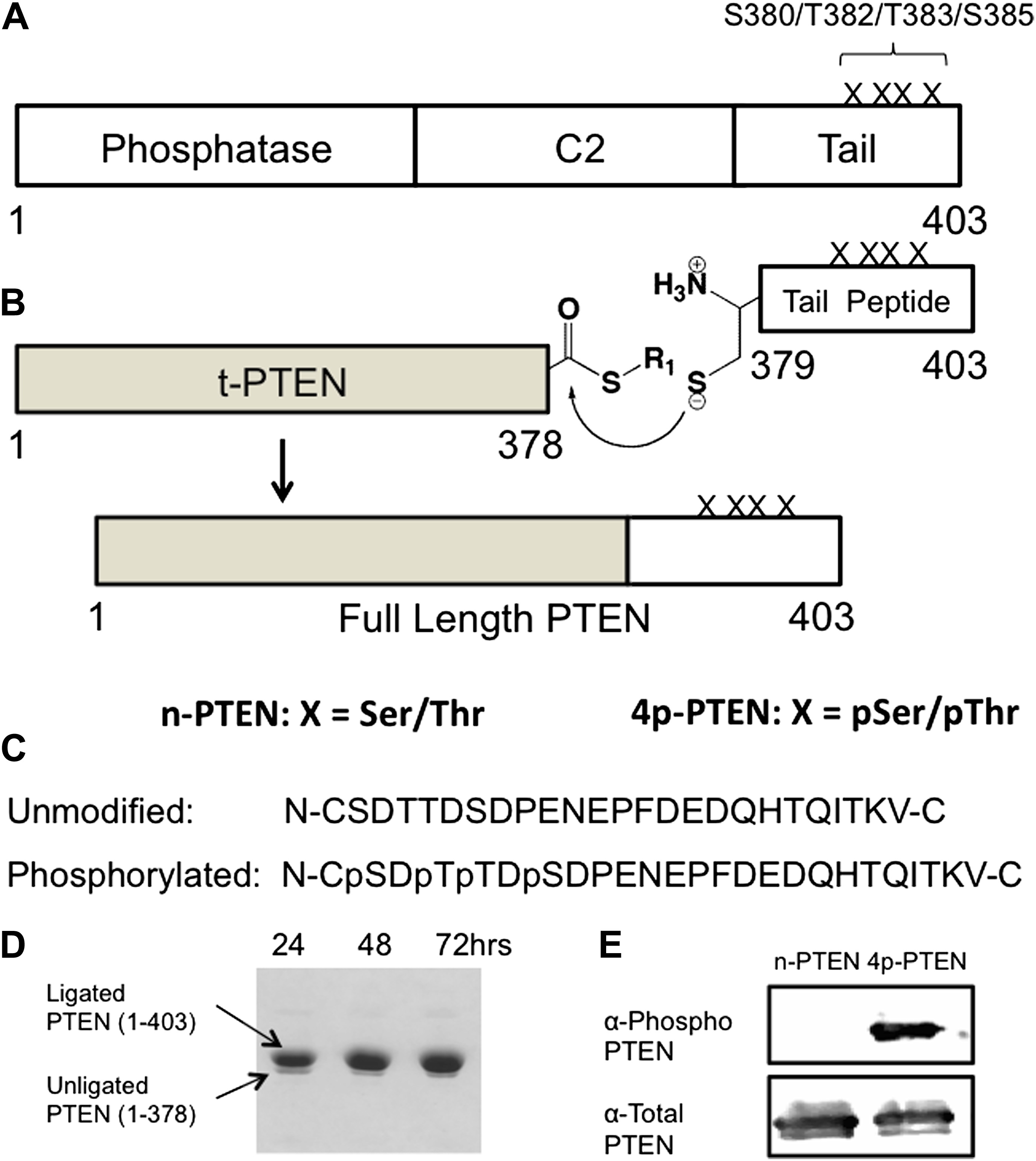 Phosphorylation-mediated PTEN Conformational Closure And Deactivation ...