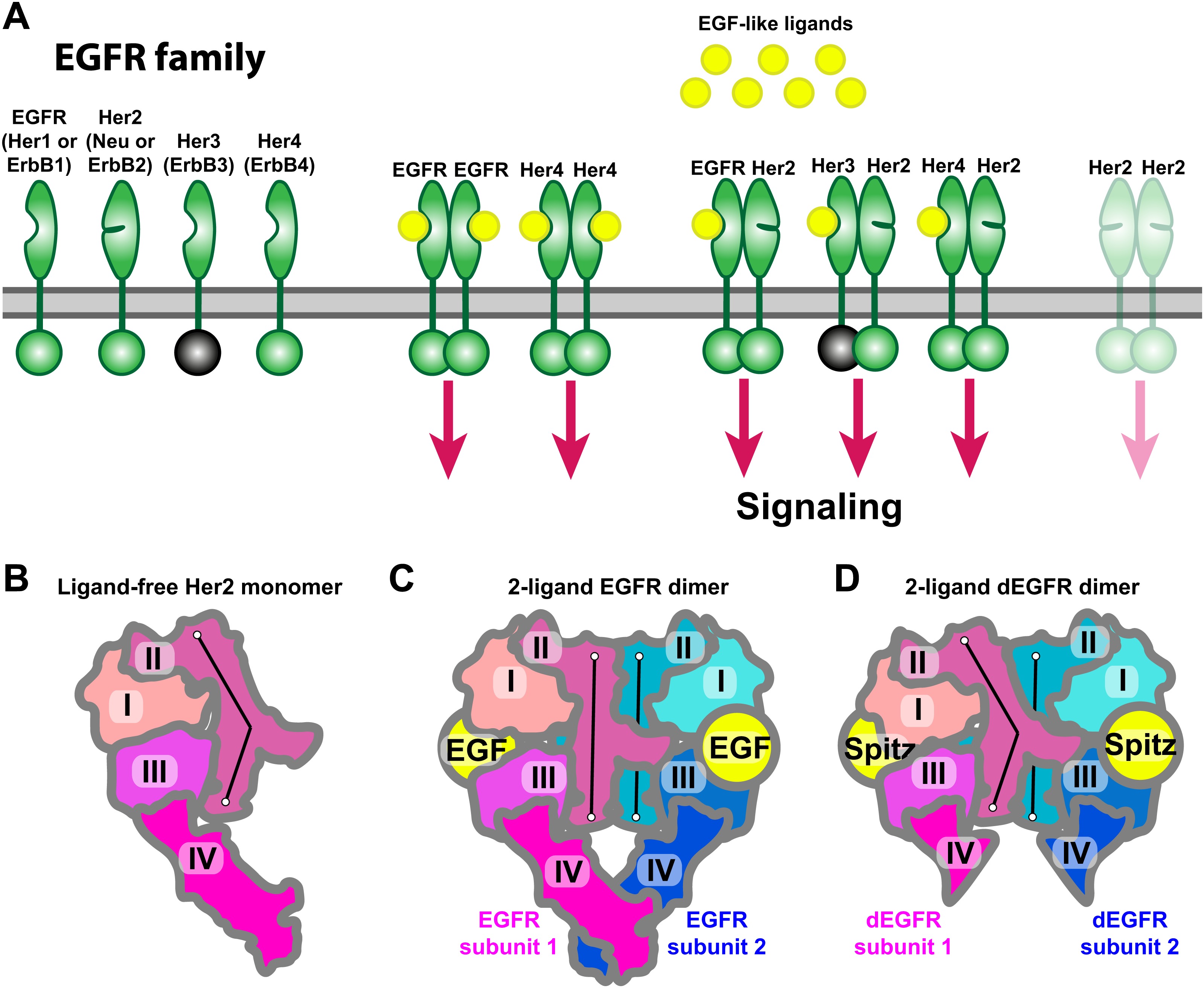 Her2 activation mechanism reflects evolutionary preservation of asymmetric ectodomain dimers in the human EGFR family                    A pH-dependent cluster of charges in a conserved cryptic pocket on flaviviral envelopes                                      Transmembrane protein CD69 acts as an S1PR1 agonist                                      Concurrent remodelling of nucleolar 60S subunit precursors by the Rea1 ATPase and Spb4 RNA helicase