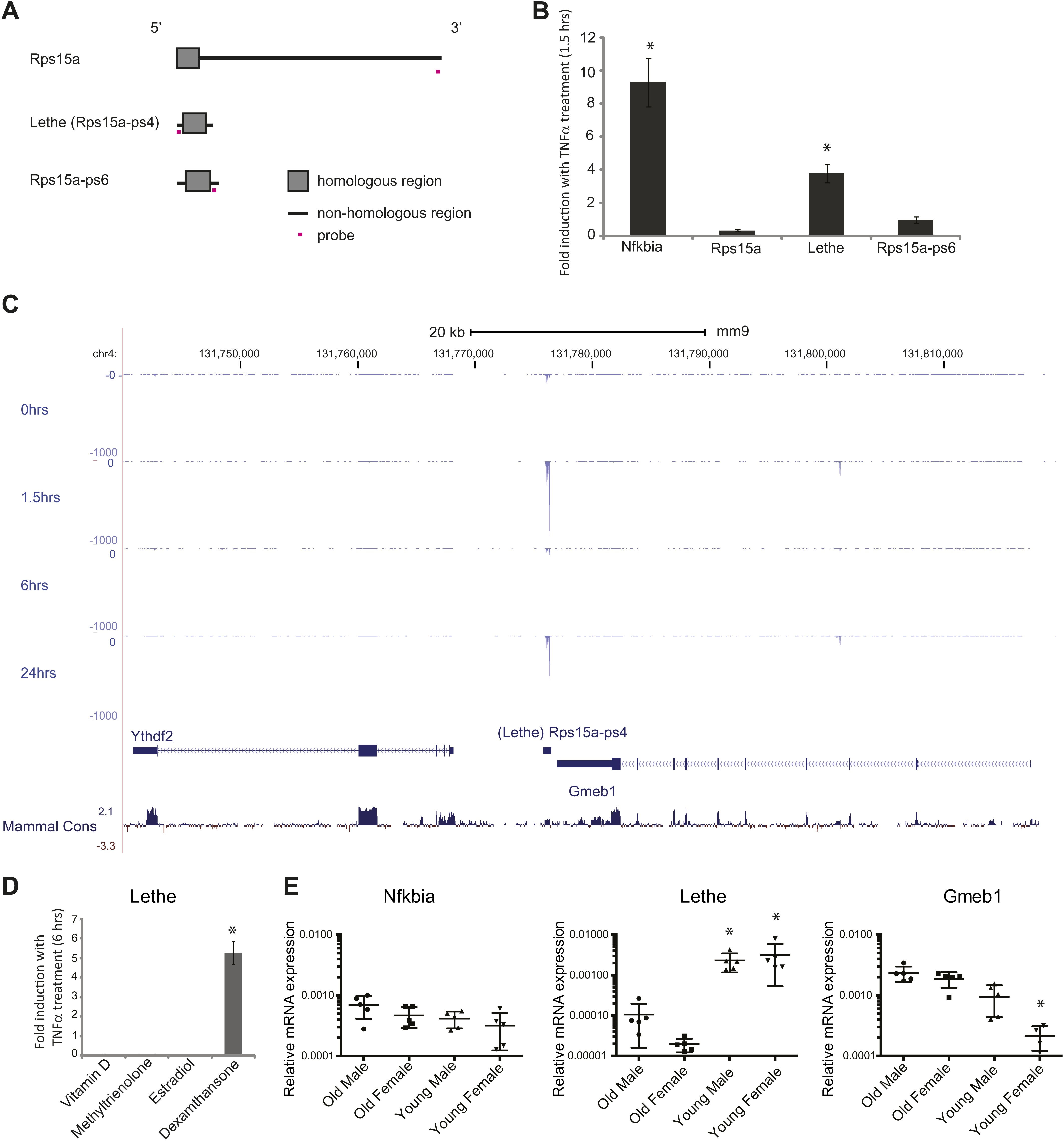 A mammalian pseudogene lncRNA at the interface of inflammation and anti ...