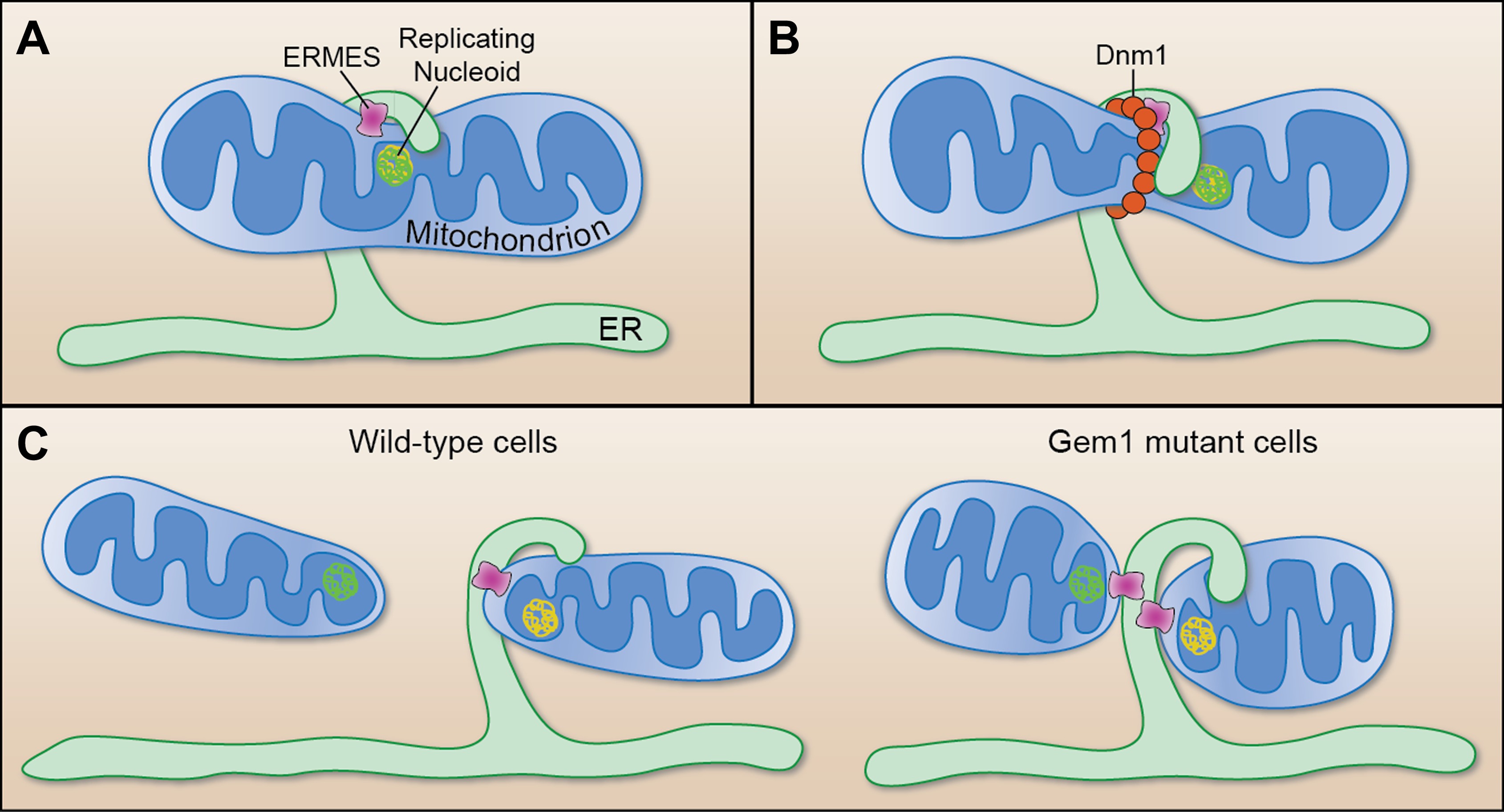 Make Or Break For Mitochondria | ELife