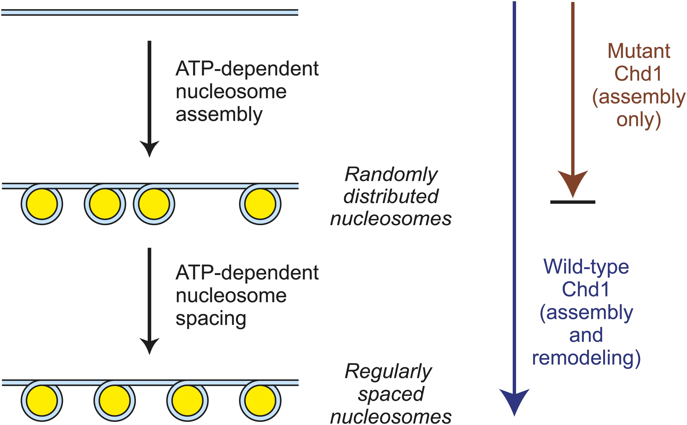 Figure 7 Atp Dependent Chromatin Assembly Is Functionally Distinct