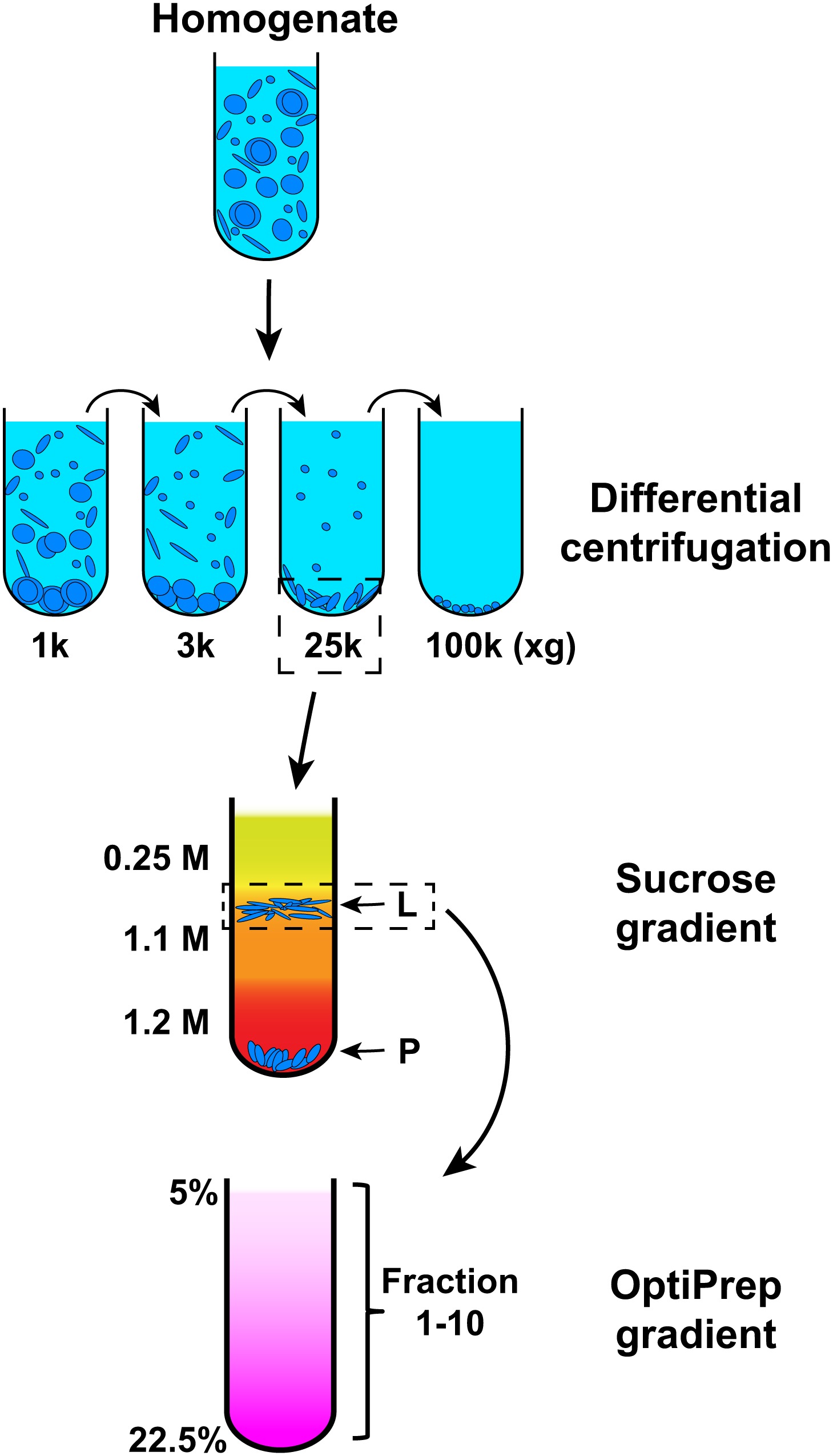 differentialrechnung für