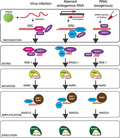 A deletion polymorphism in the Caenorhabditis elegans RIG-I homolog ...