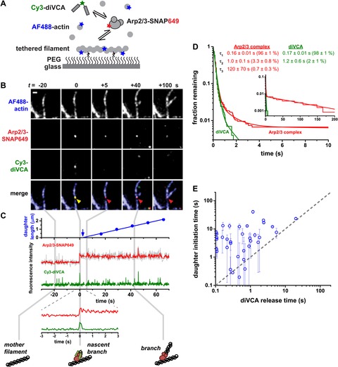 Figure 2 Three color Single Molecule Imaging Shows WASP Detachment 