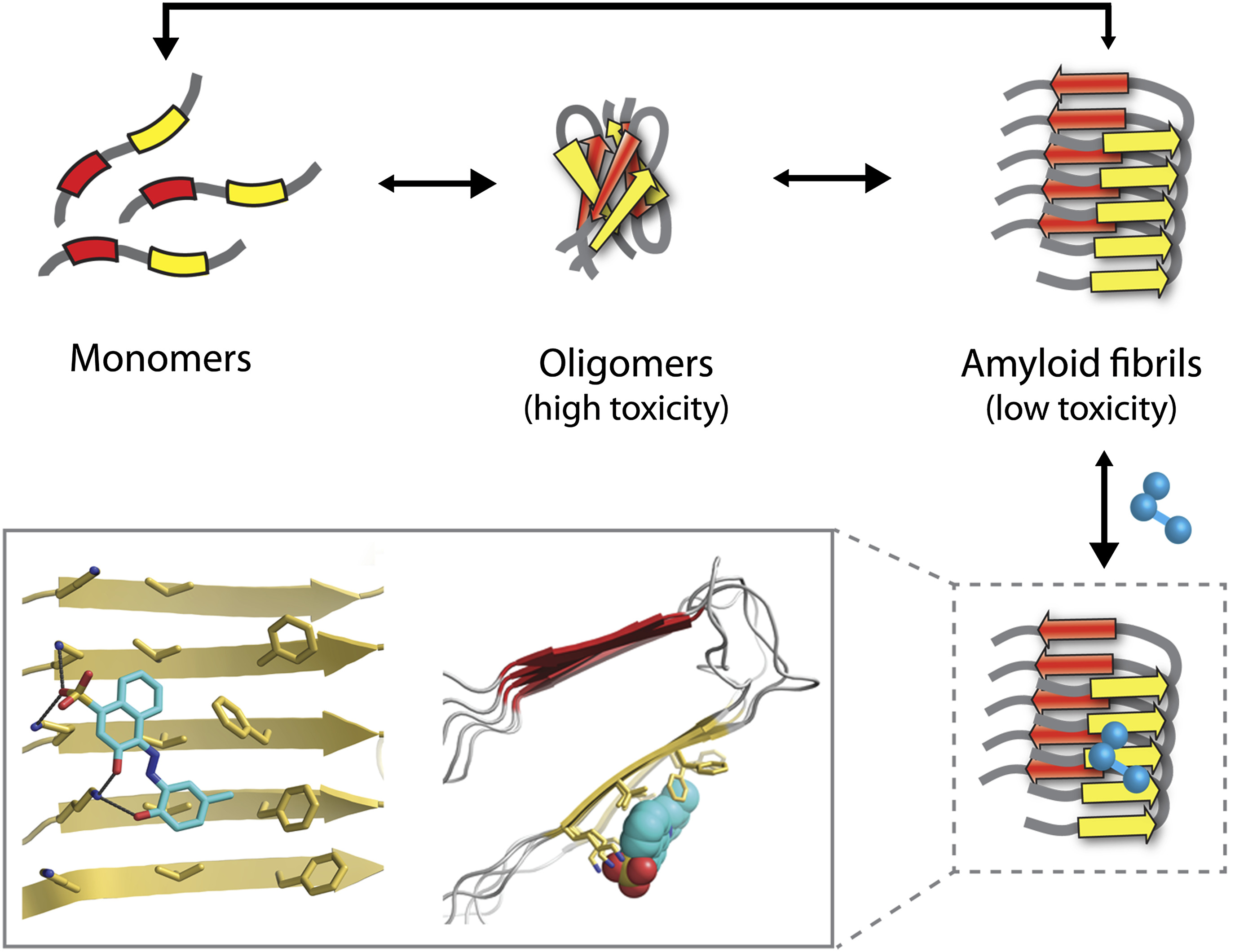 Lifting The Veil On Amyloid Drug Design | ELife