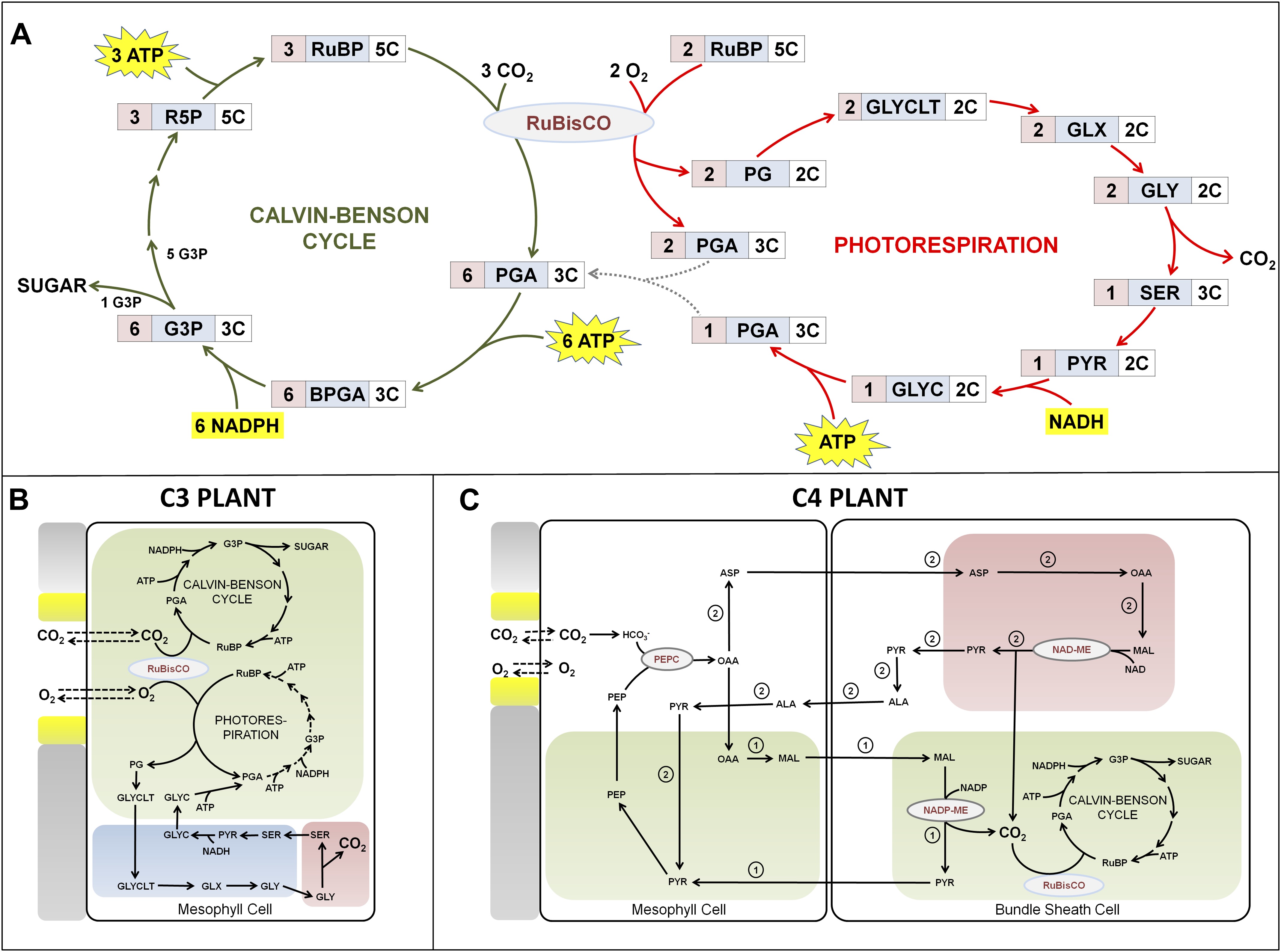 Elife 01403 Fig1 V1 