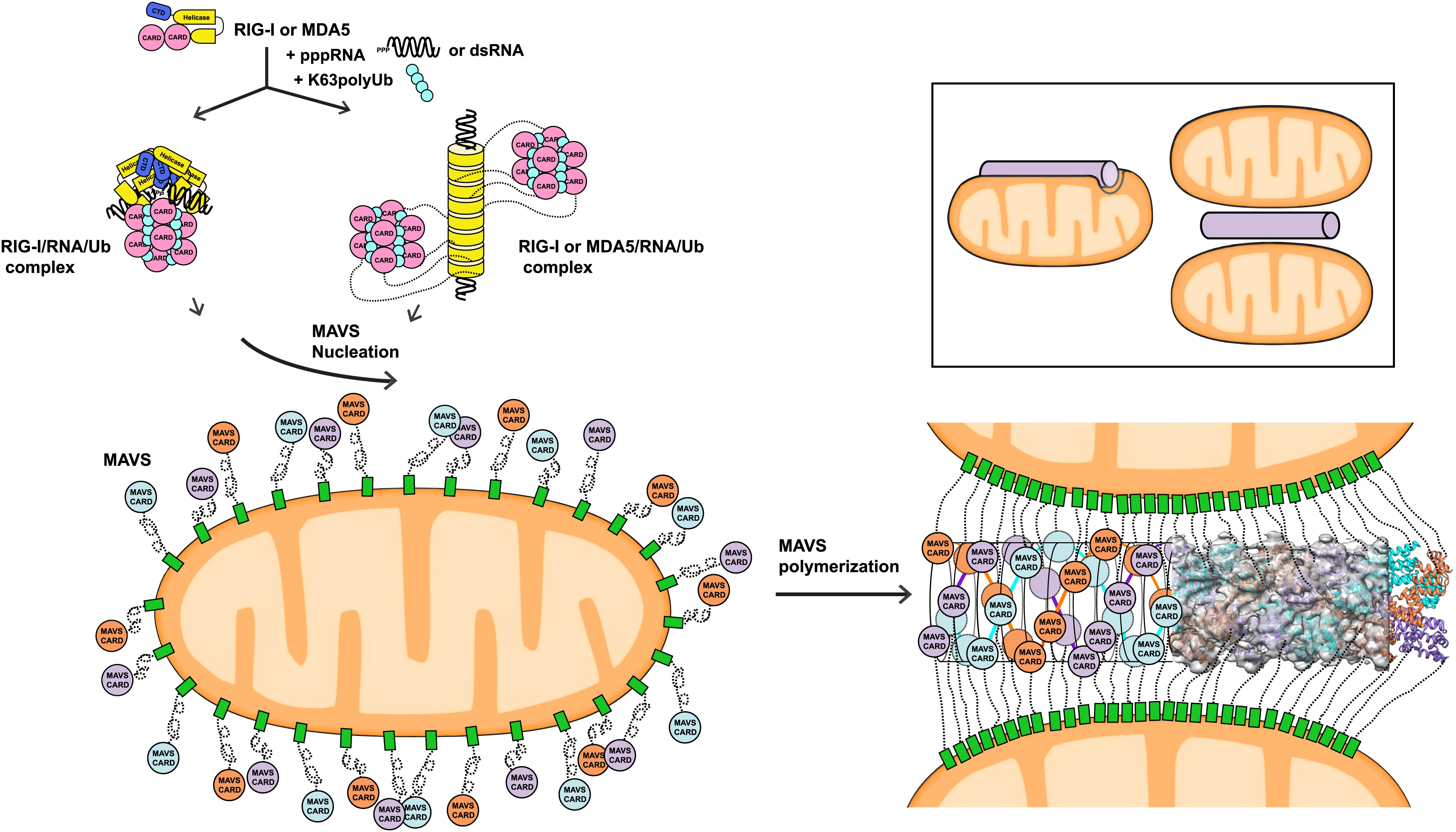 Structural Basis For The Prion Like Mavs Filaments In Antiviral Innate Immunity Elife