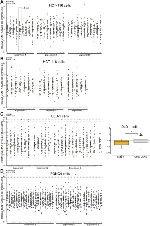 k-histogram eLife chromatin centromeric architecture of  The  quantitative