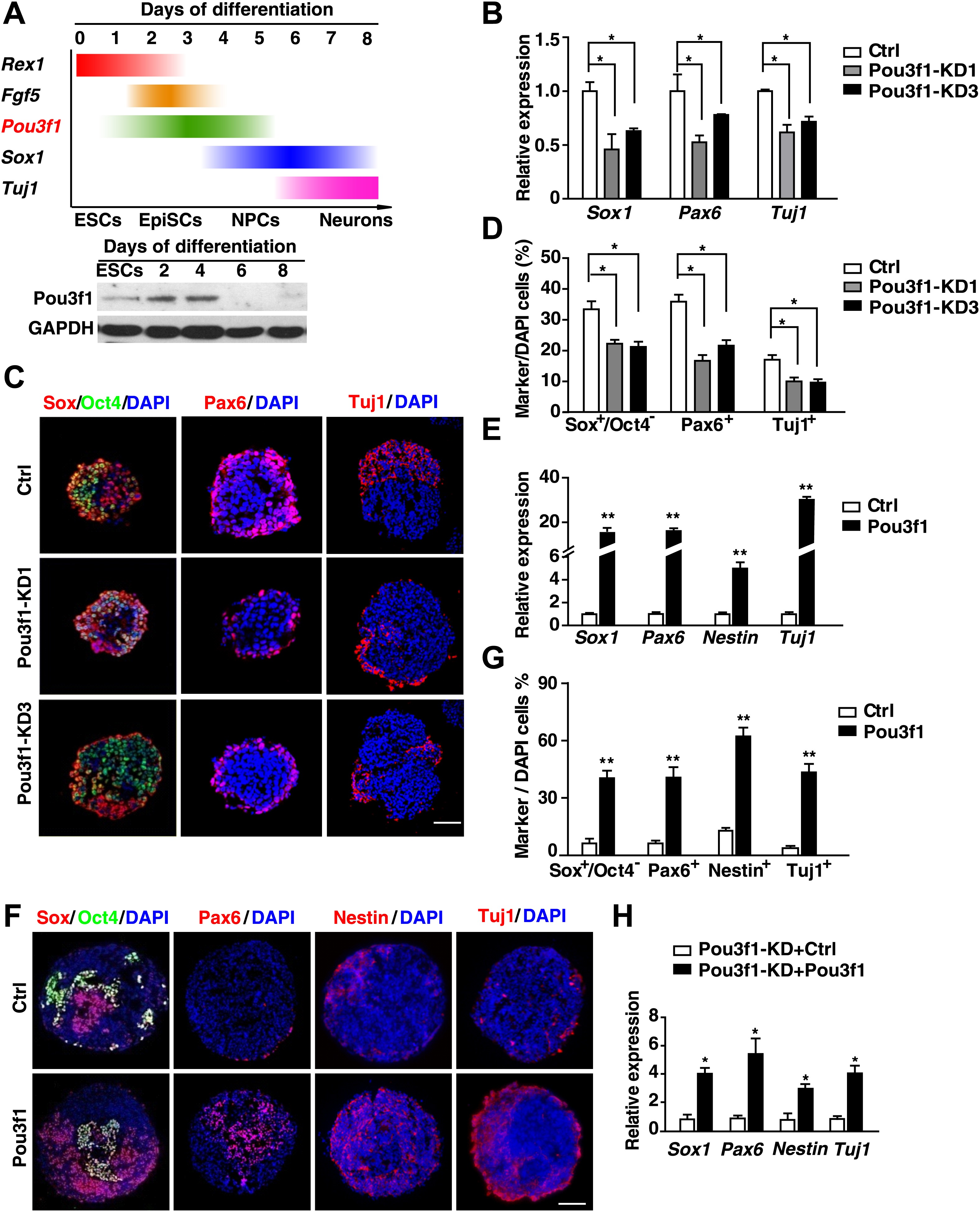 The transcription factor Pou3f1 promotes neural fate ...