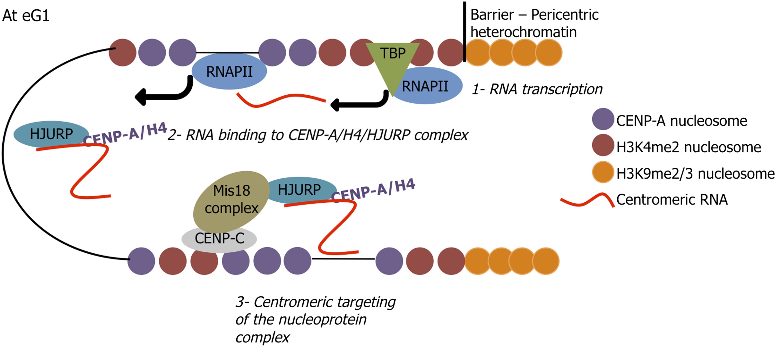 A long non-coding RNA is required for targeting centromeric protein A ...