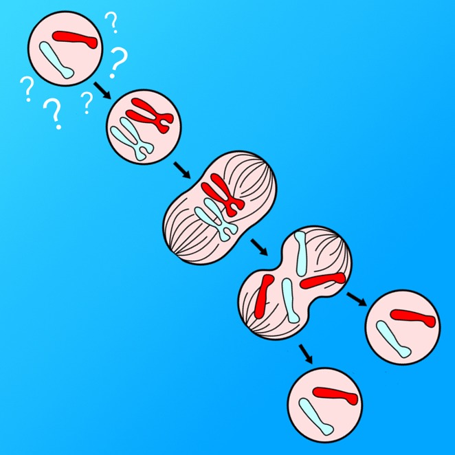 Turning Cell Cycle Entry On Its Head ELife