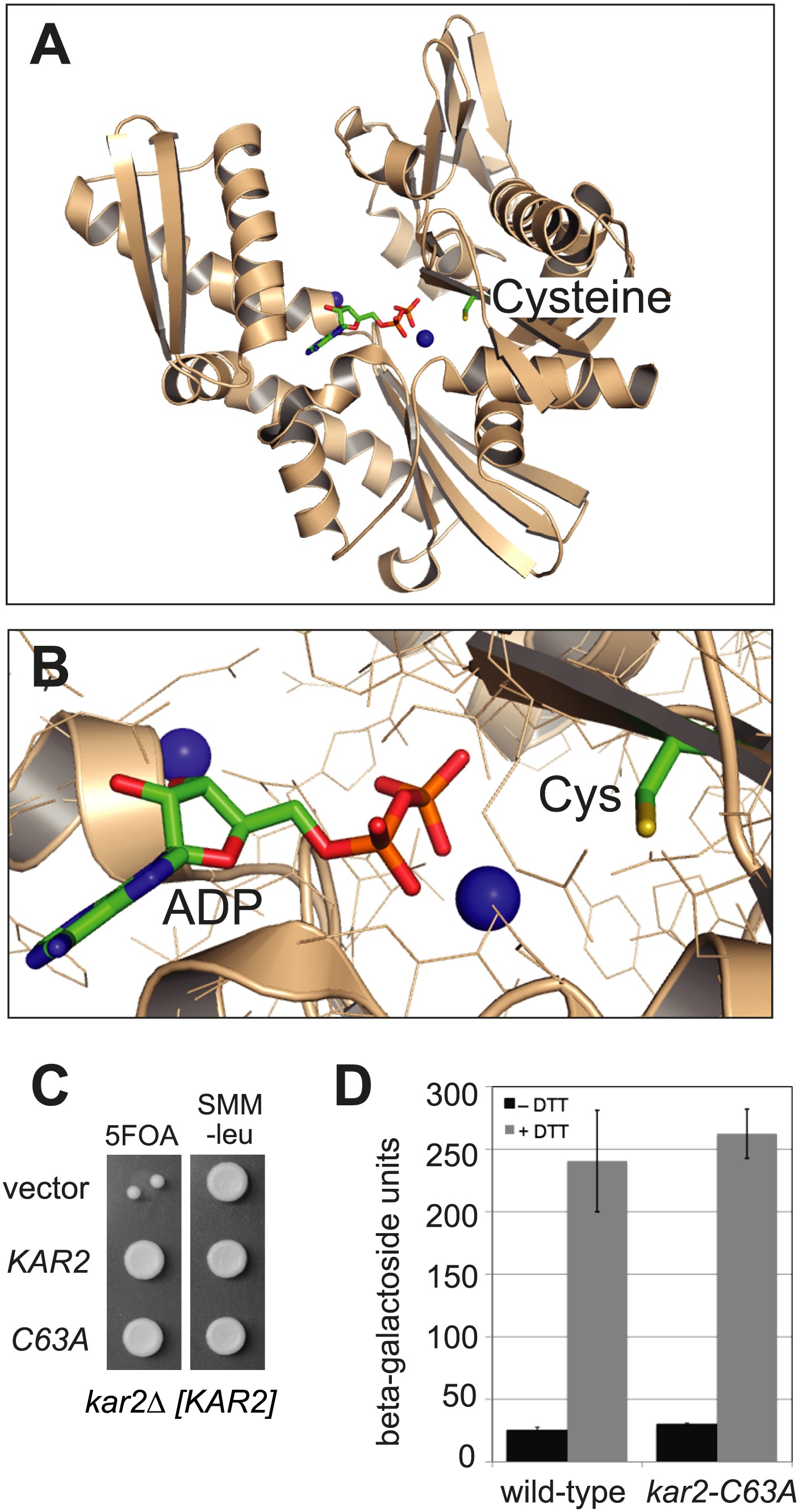 Redox signaling via the molecular chaperone BiP protects cells against ...