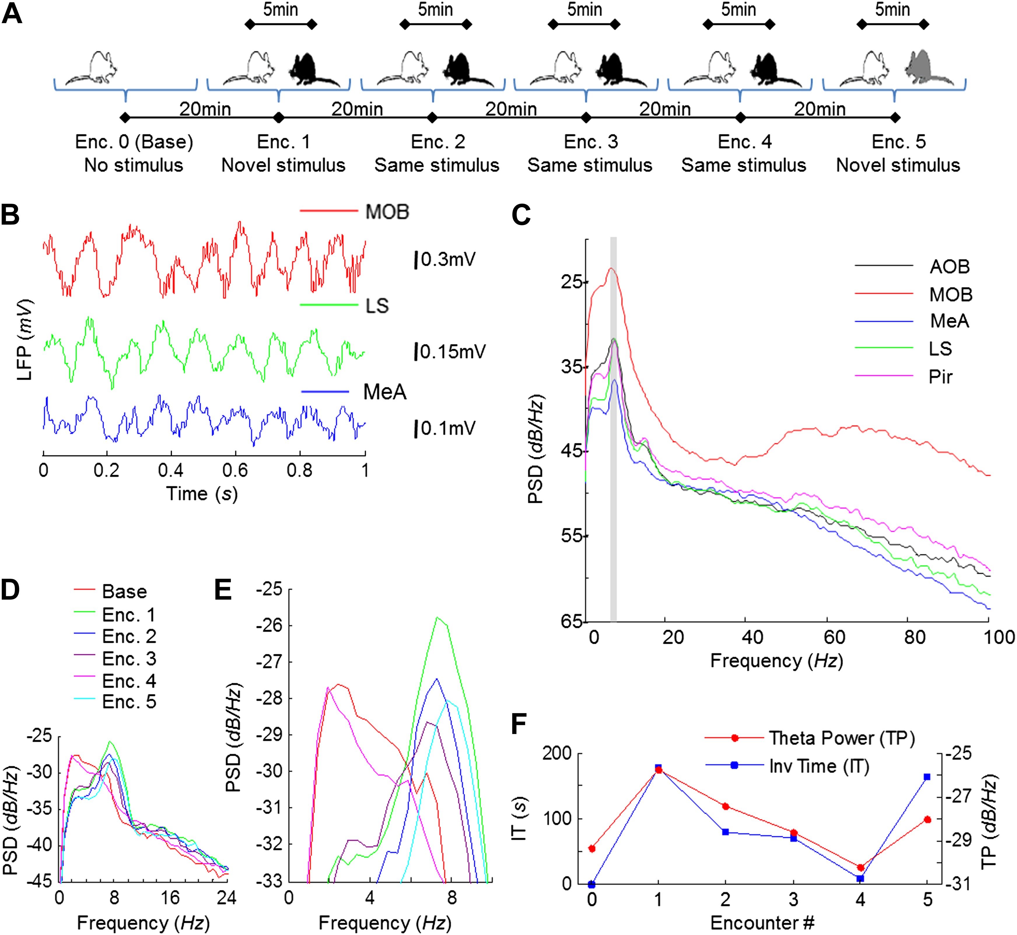 Different types of theta rhythmicity are induced by social and fearful ...