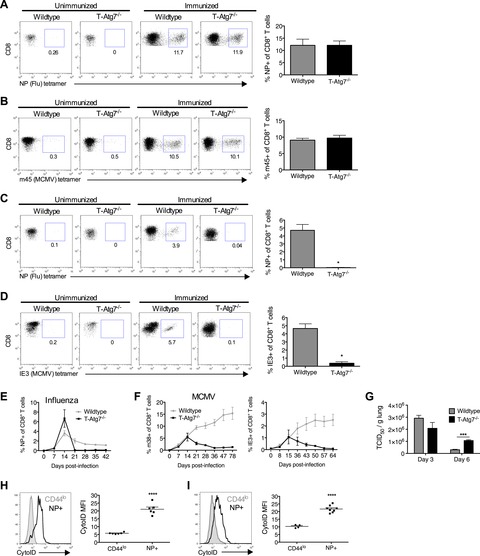 Autophagy is a critical regulator of memory CD8+ T cell formation | eLife