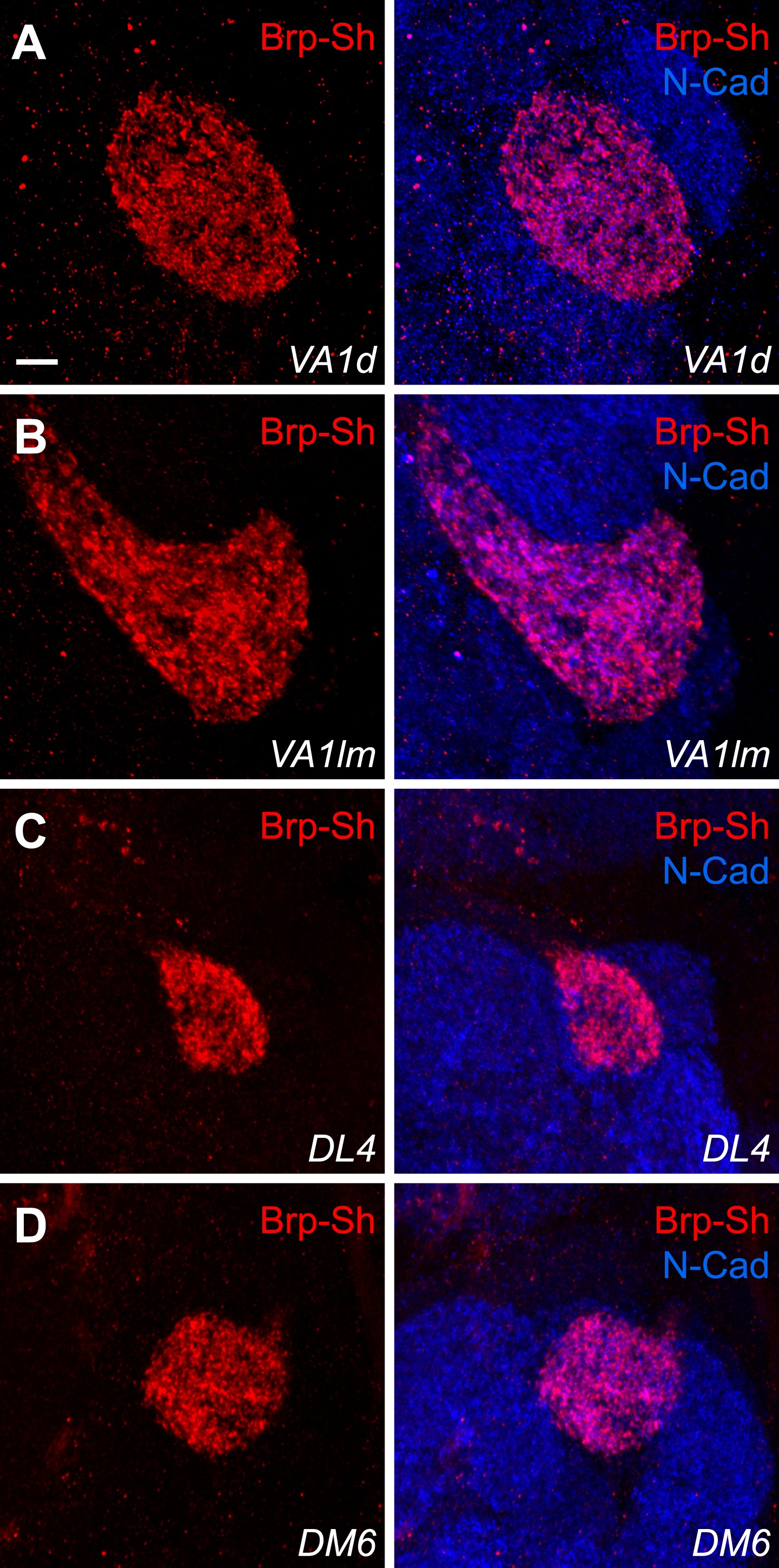 Synaptic organization of the Drosophila antennal lobe and its ...