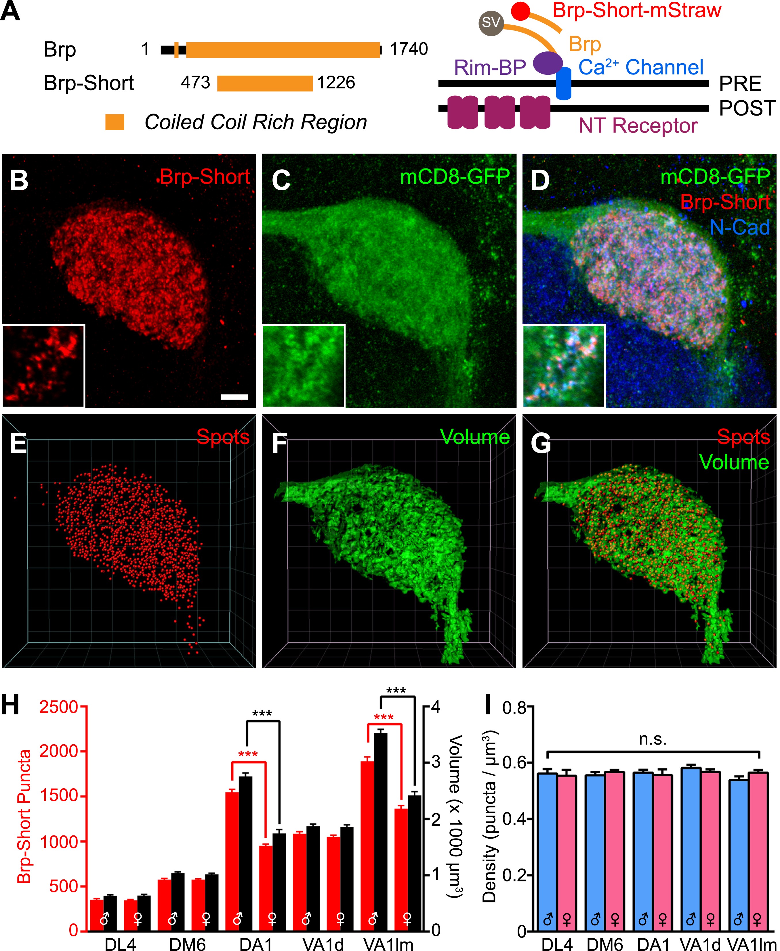 Synaptic organization of the Drosophila antennal lobe and its ...
