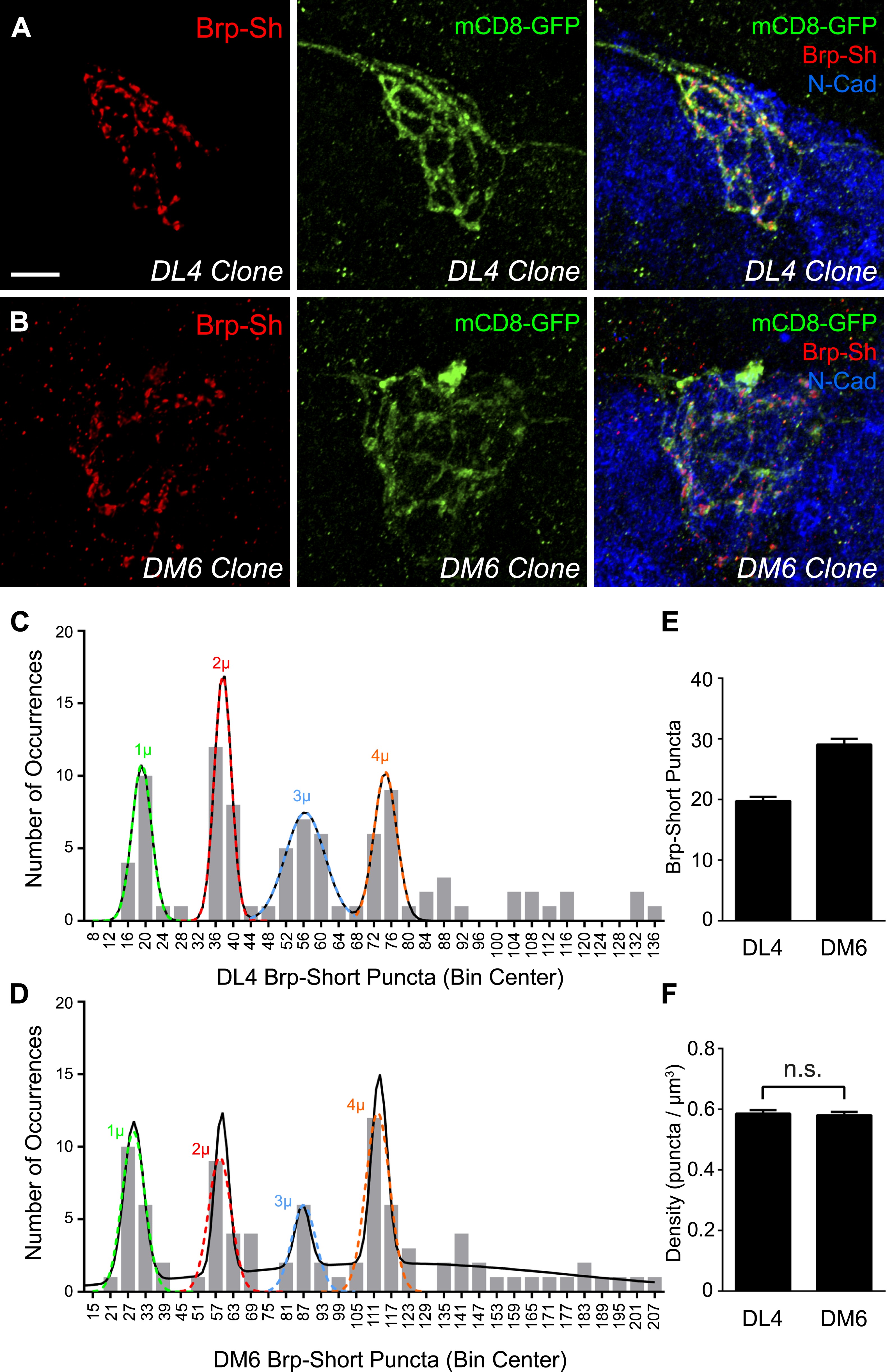 Synaptic organization of the Drosophila antennal lobe and its ...