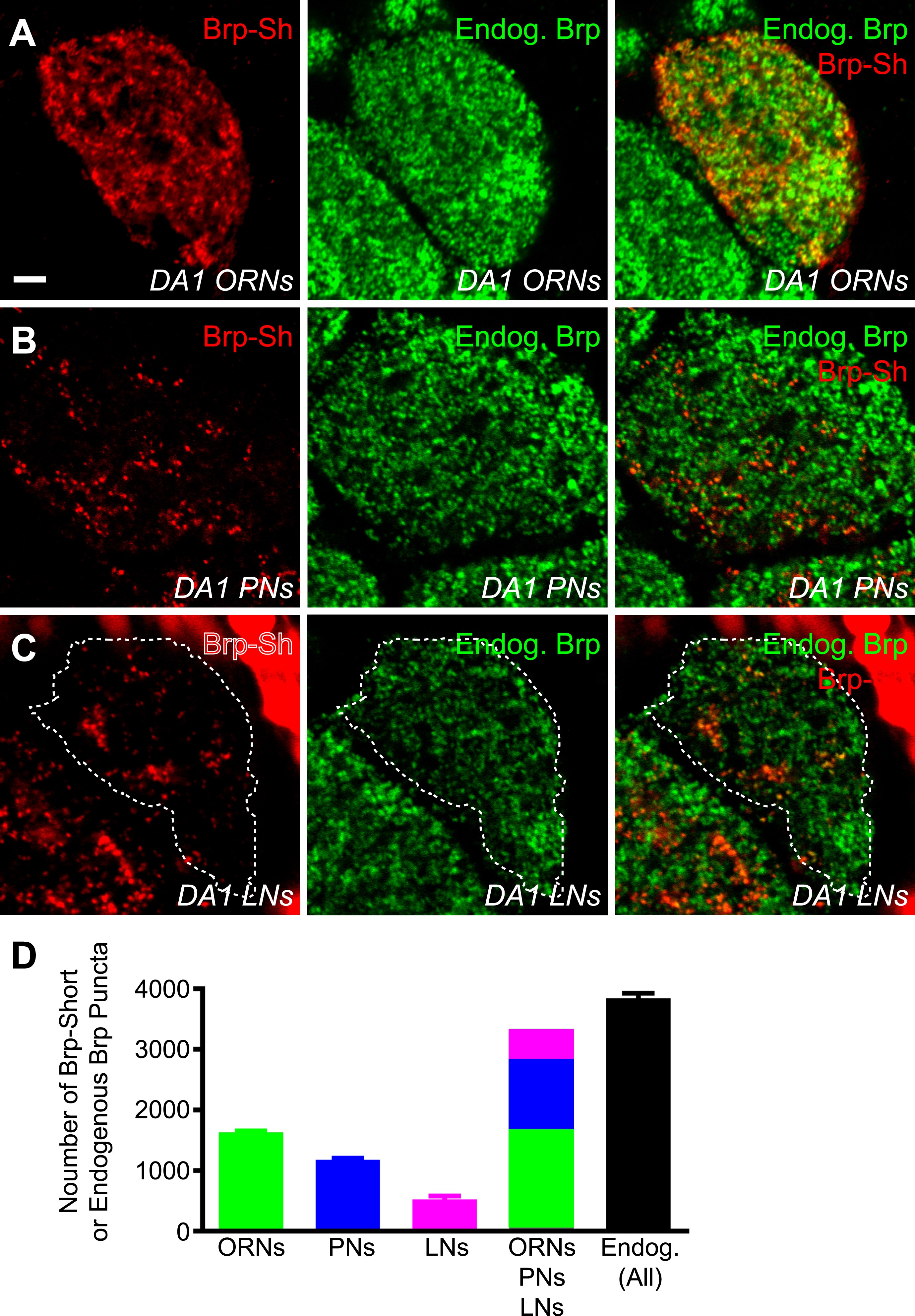 Synaptic organization of the Drosophila antennal lobe and its ...