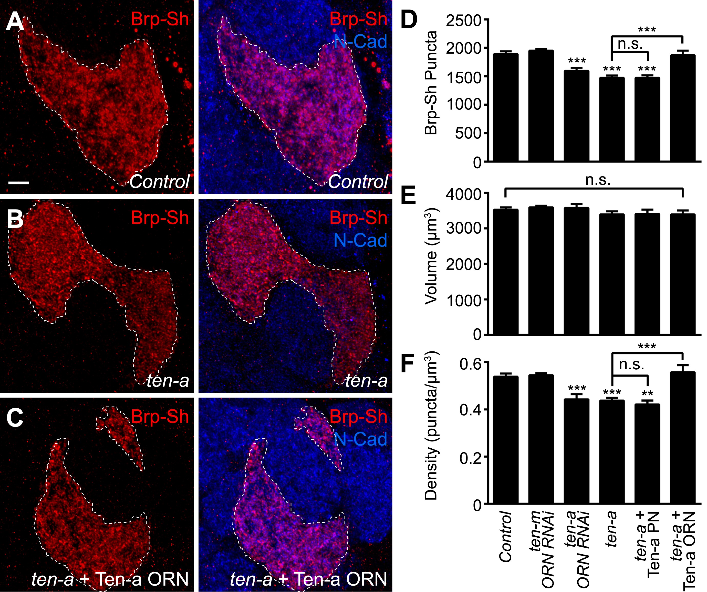 Synaptic organization of the Drosophila antennal lobe and its ...