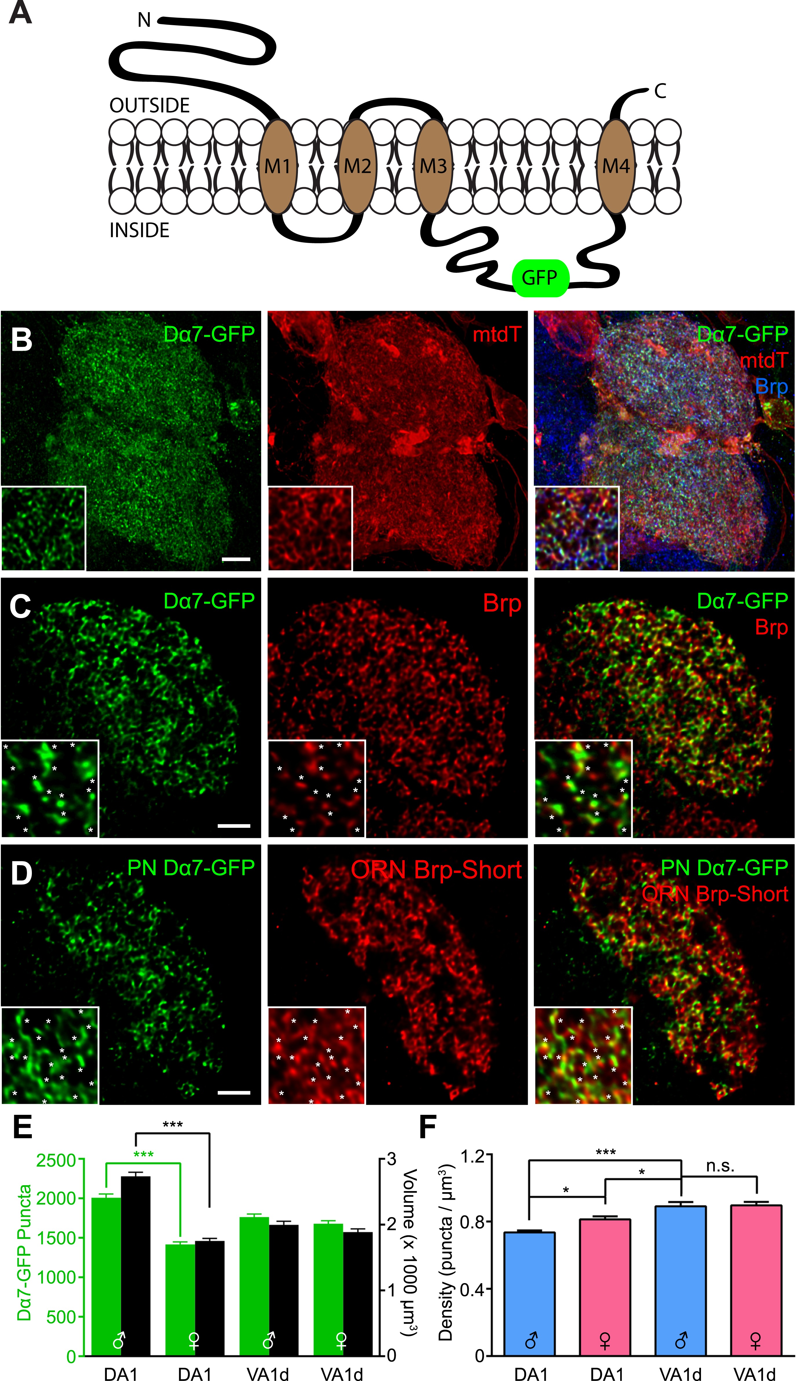 Synaptic organization of the Drosophila antennal lobe and its ...