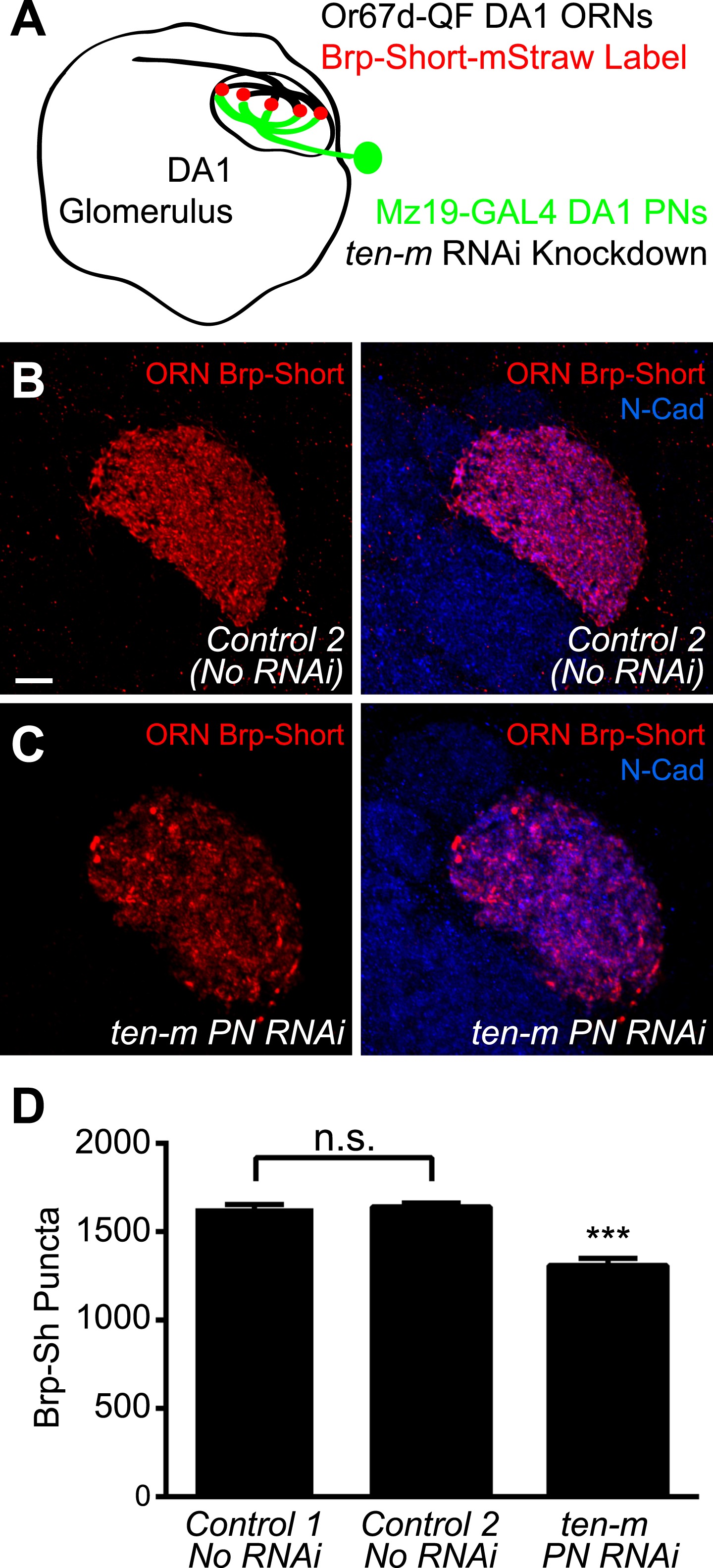 Synaptic organization of the Drosophila antennal lobe and its ...