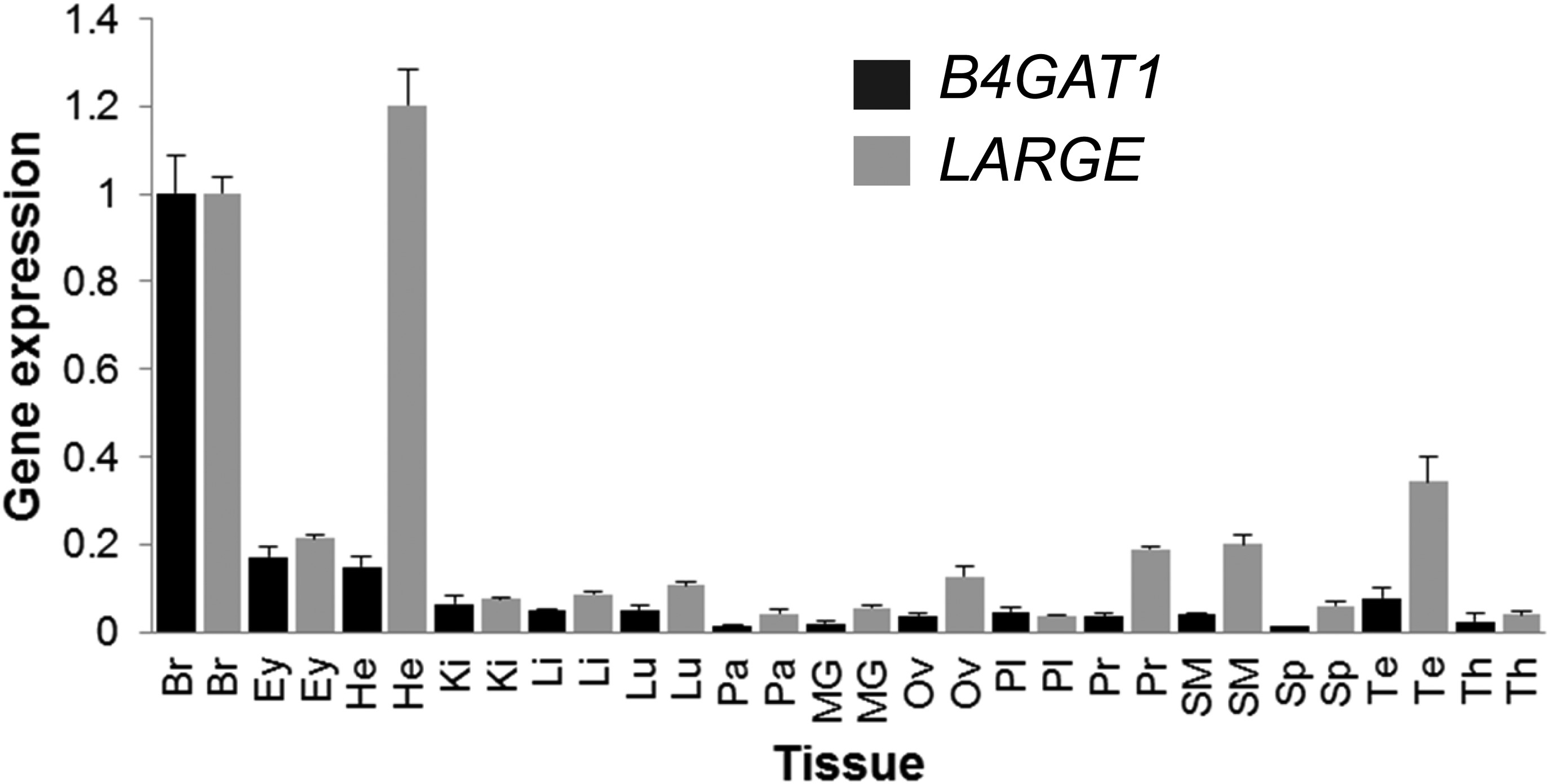 Figure 8. | The glucuronyltransferase B4GAT1 is required for initiation ...