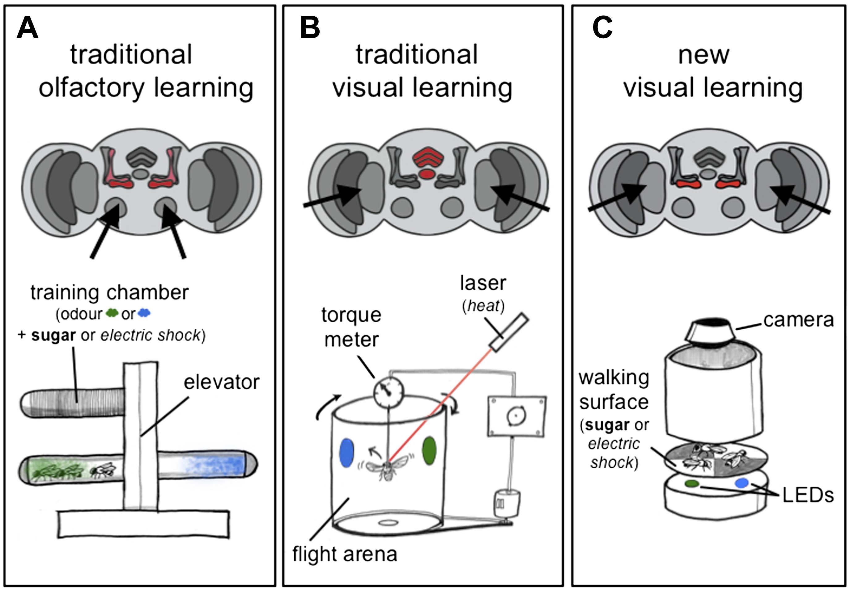 Taking a new look at how flies learn eLife