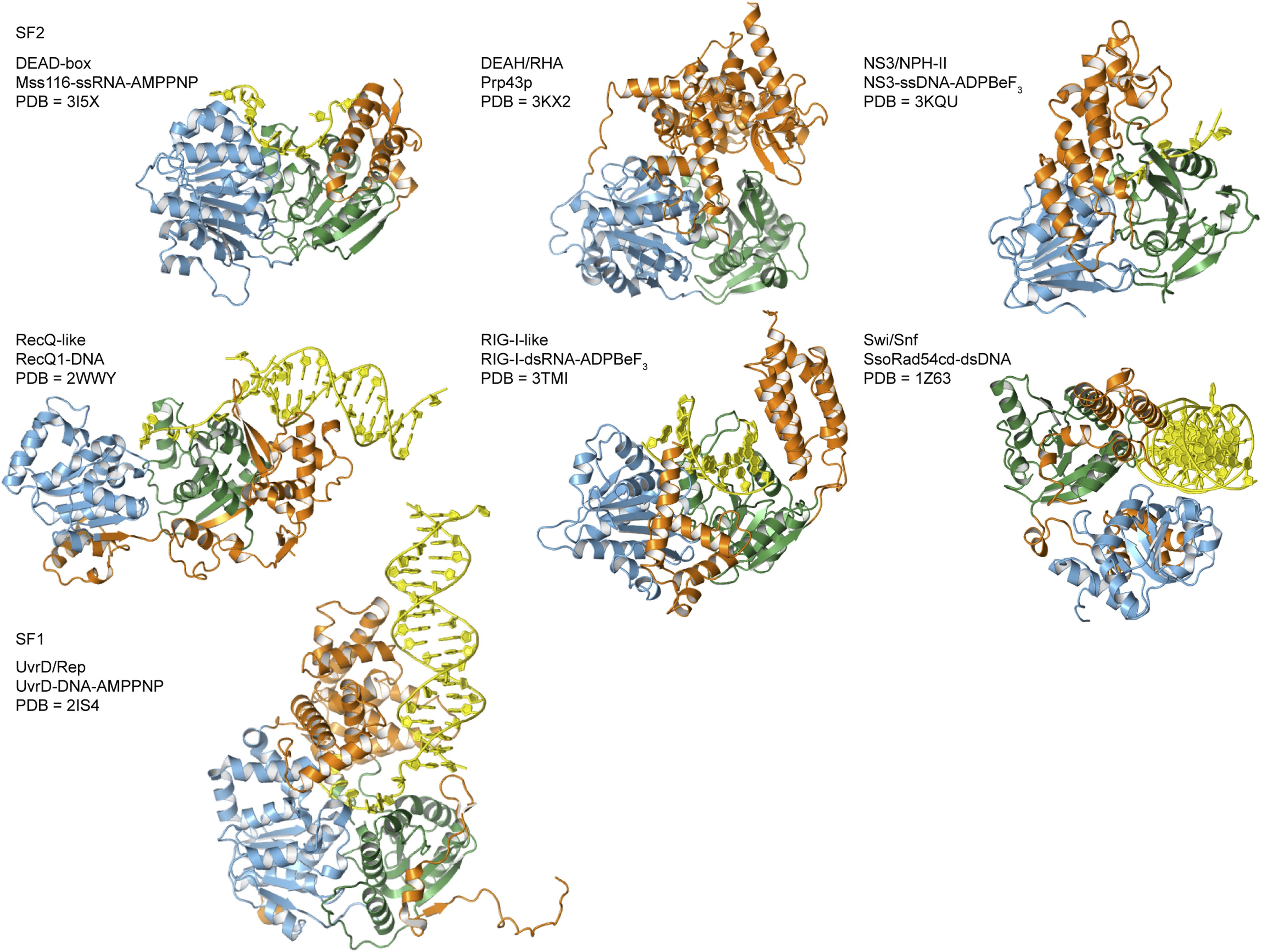 Figure 1. | Molecular Insights Into RNA And DNA Helicase Evolution From ...