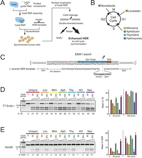 Enhanced homology-directed human genome engineering by controlled ...