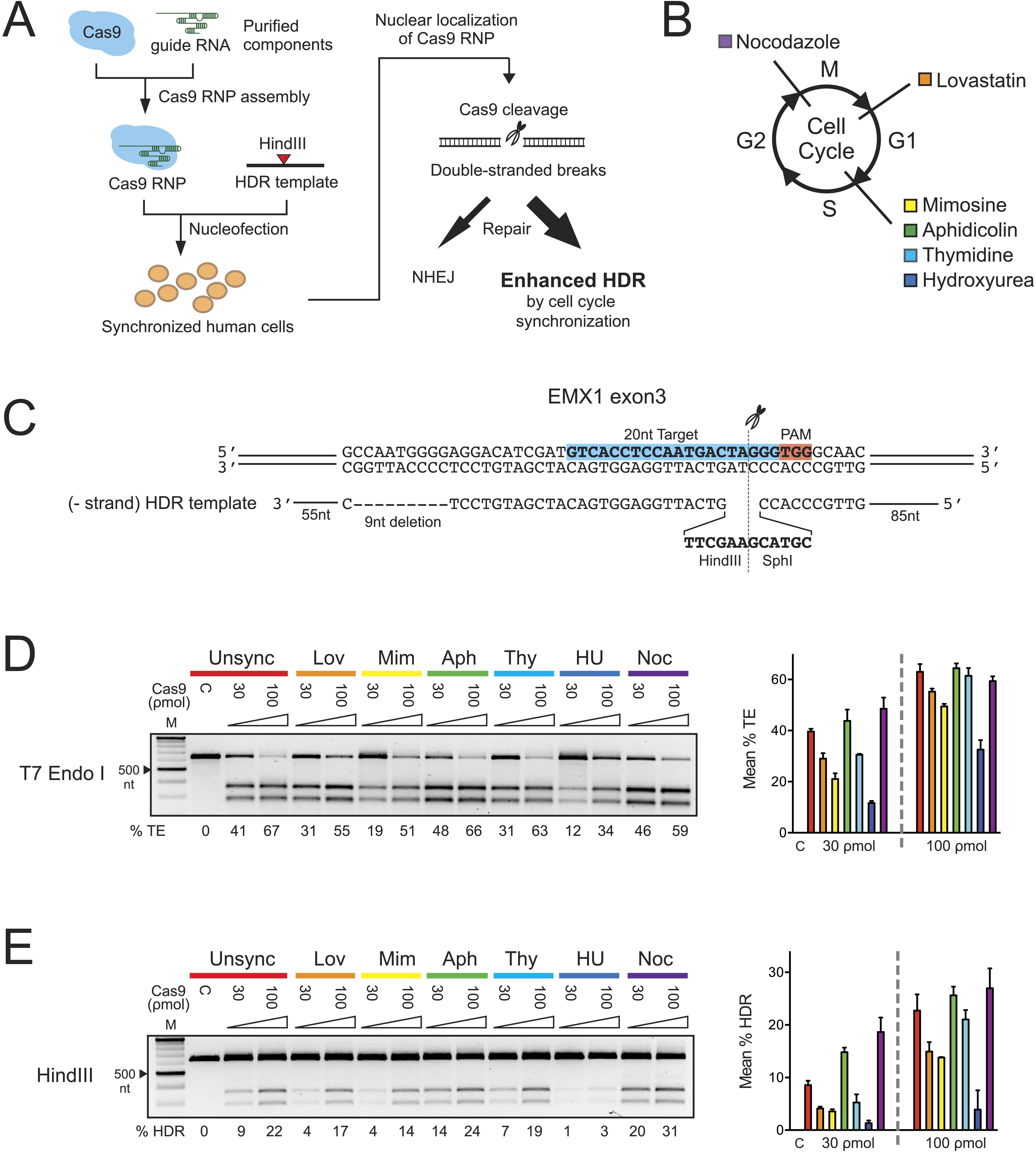 Enhanced Homology-directed Human Genome Engineering By Controlled 