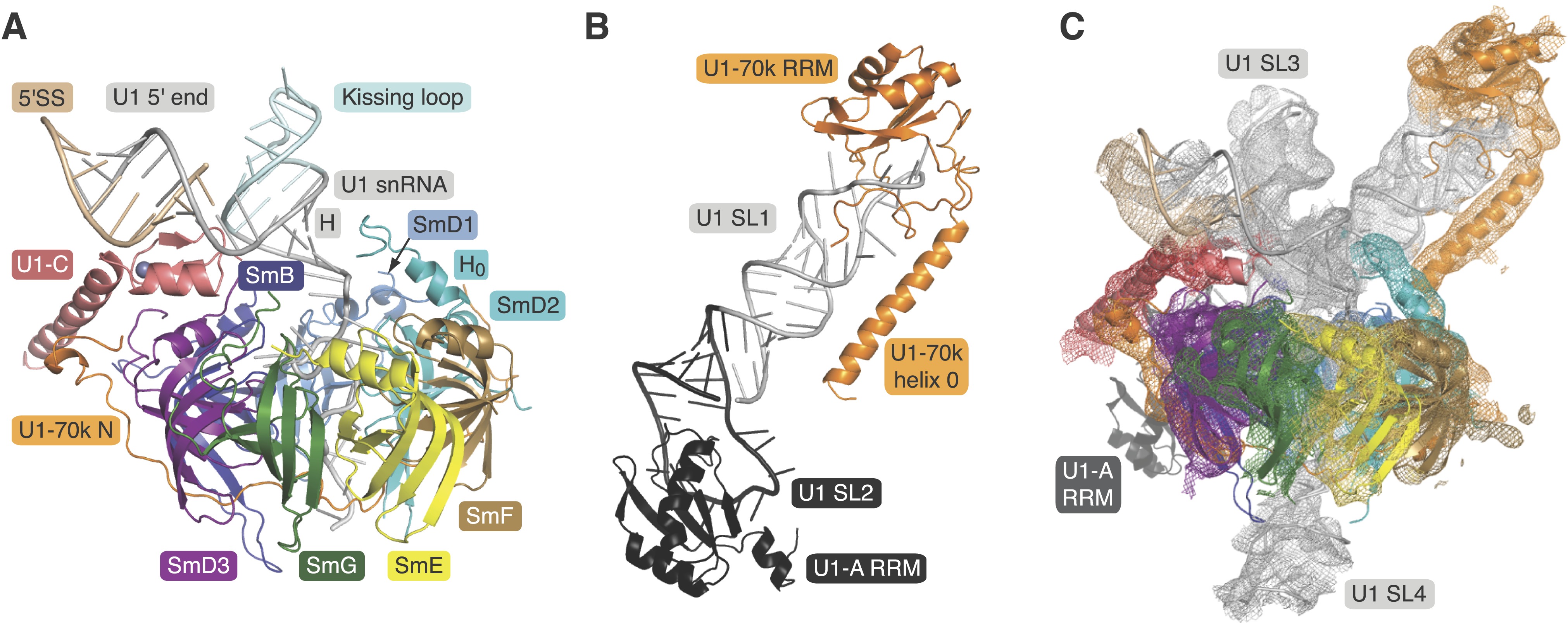 Crystal structure of human U1 snRNP, a small nuclear ribonucleoprotein ...