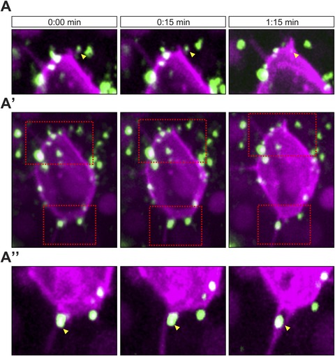 Dynamic filopodia are required for chemokine-dependent intracellular ...