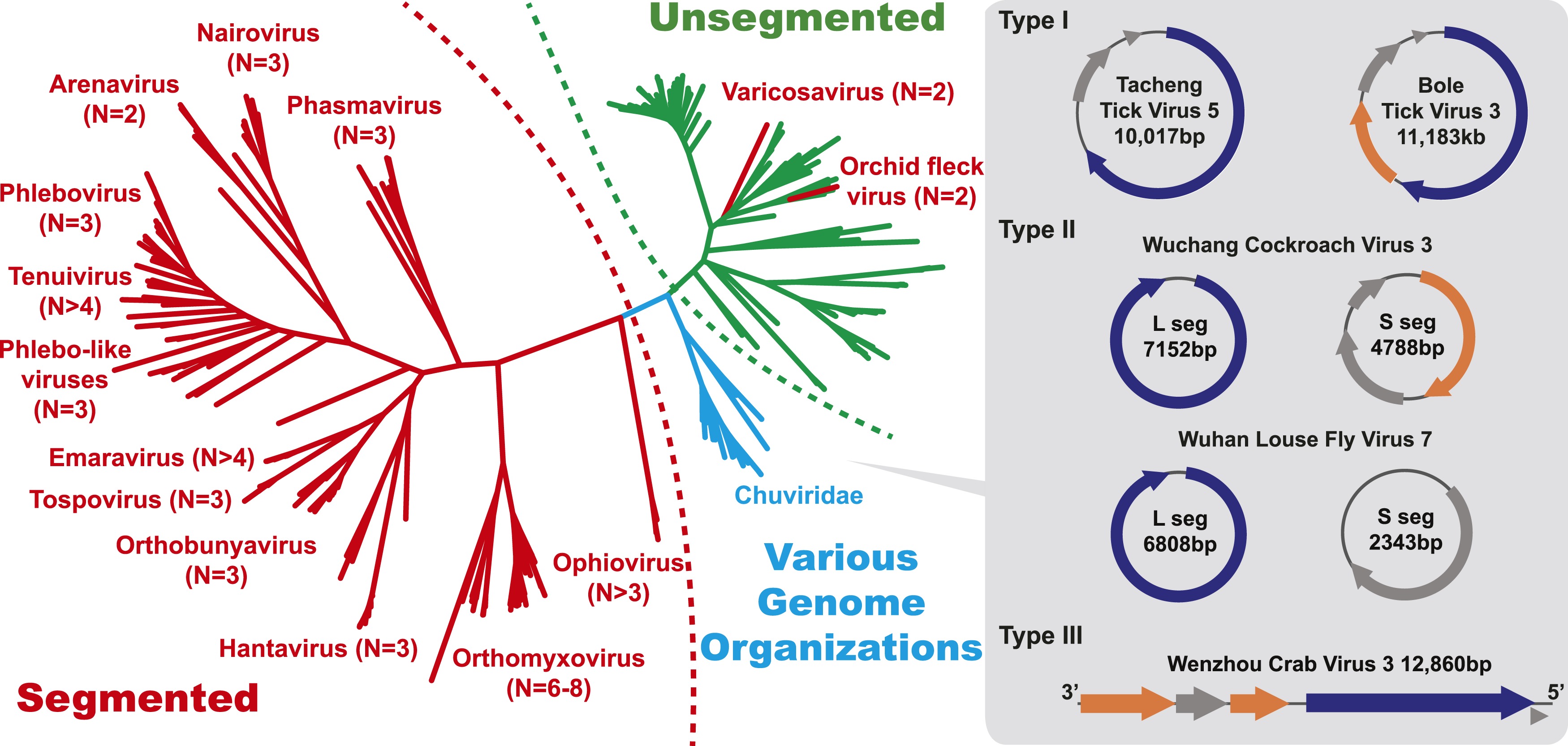 unprecedented-genomic-diversity-of-rna-viruses-in-arthropods-reveals