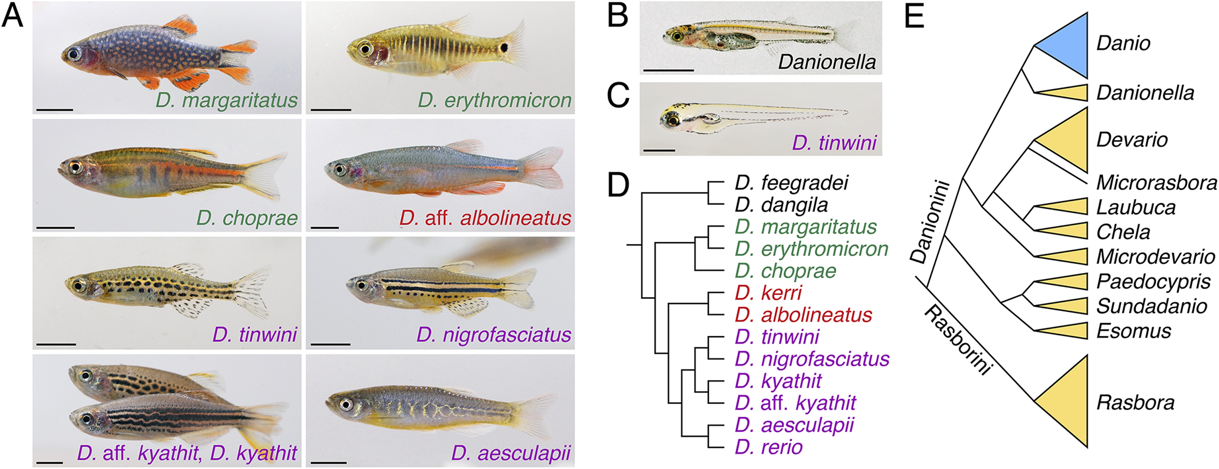 Advancing Biology Through A Deeper Understanding Of Zebrafish Ecology ...