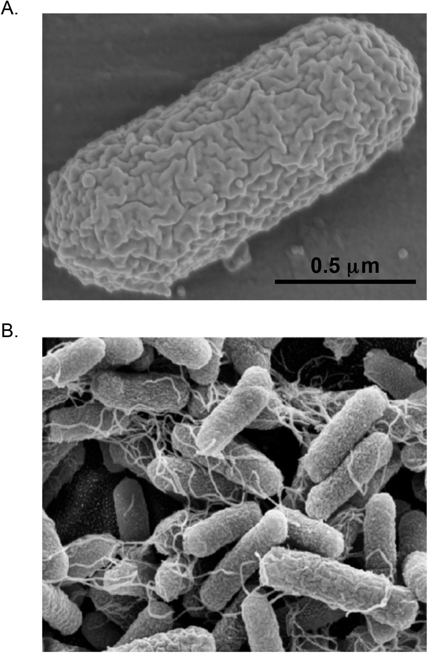 The Unexhausted Potential Of E. Coli | ELife Lens