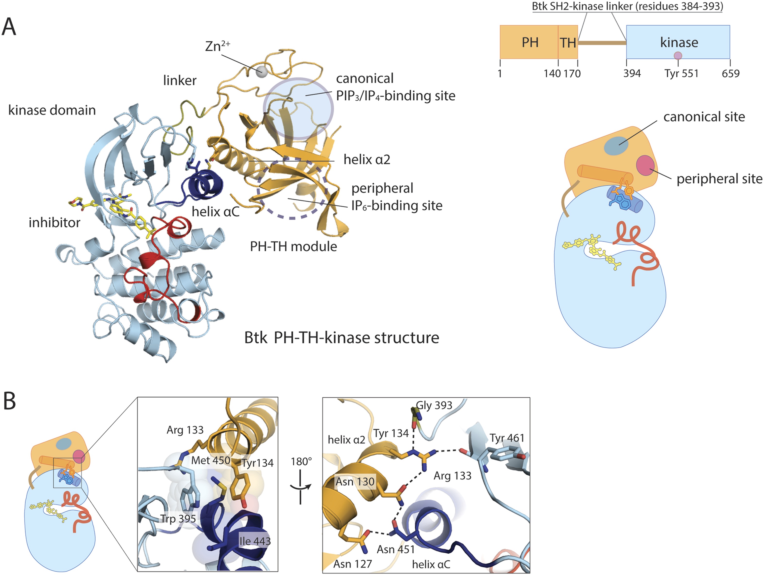 Autoinhibition Of Brutons Tyrosine Kinase Btk And Activation By