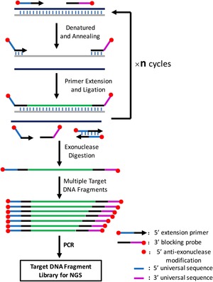 Genomic variations of the mevalonate pathway in porokeratosis | eLife