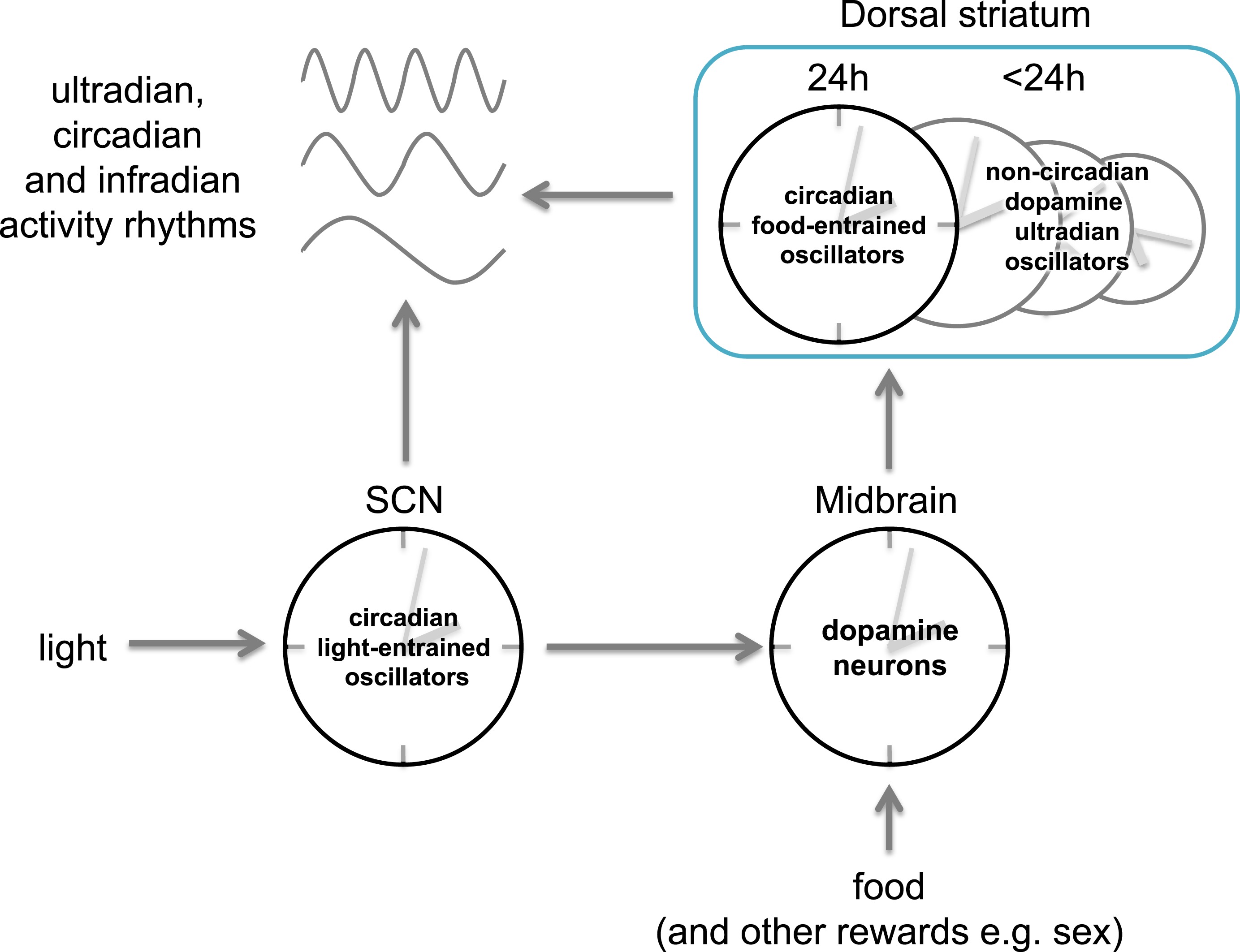 Цикл активности. 2х минутный цикл. SCN Circadian Cycle. Завершенный минутный цикл. Infradian and ultradian.