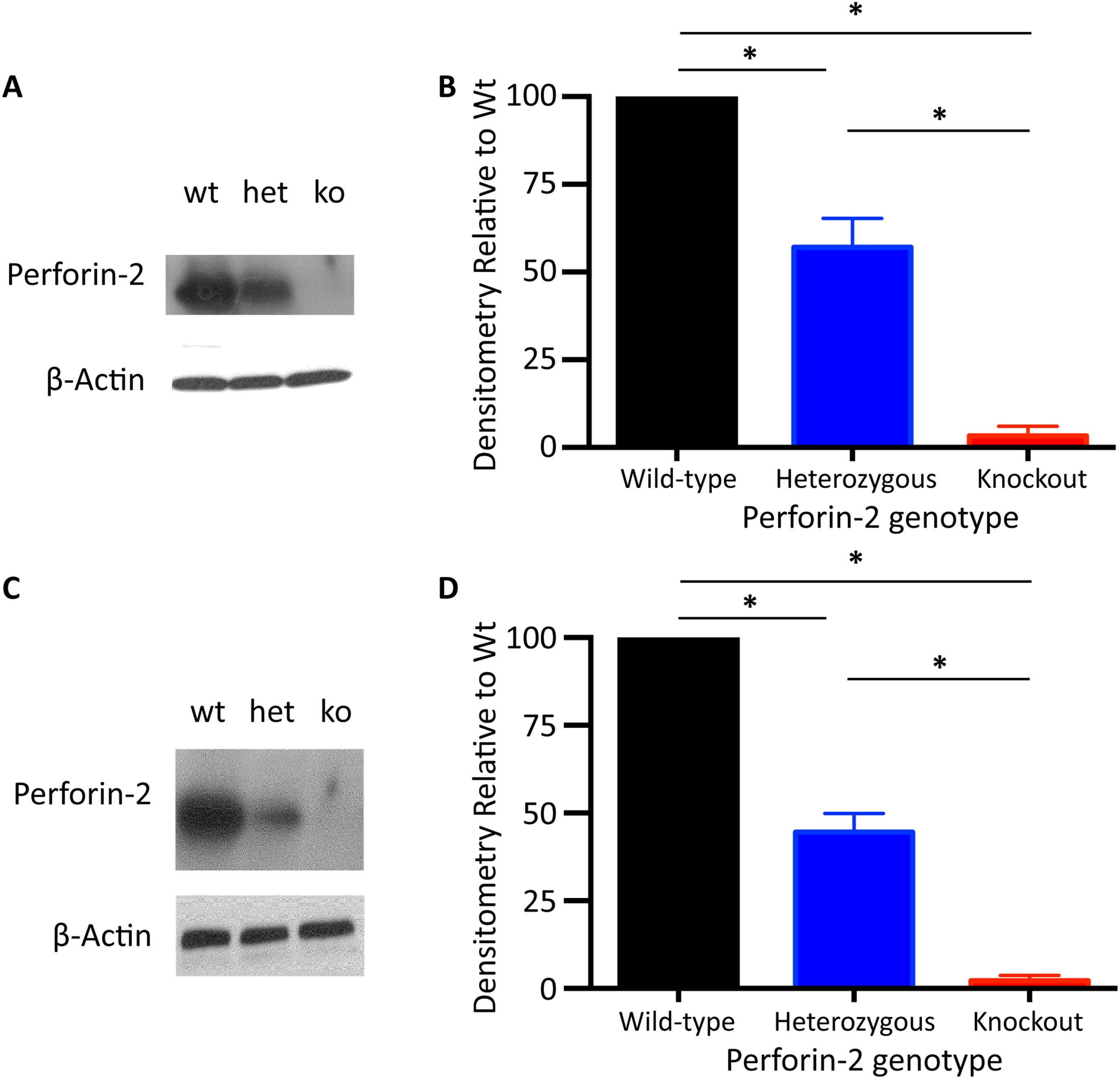 Perforin Rats Perforin-2 is essential for intracellular defense of parenchymal cells ...