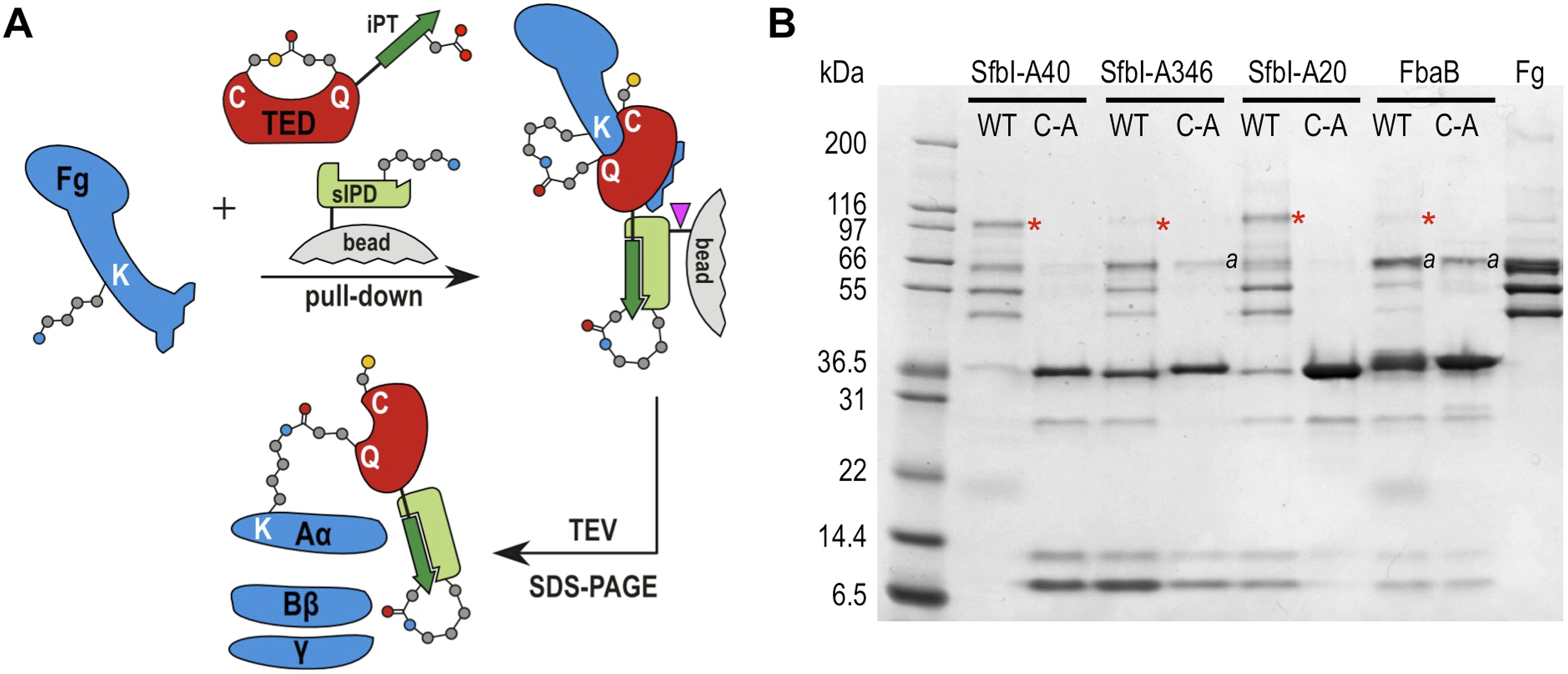 An internal thioester in a pathogen surface protein mediates covalent ...