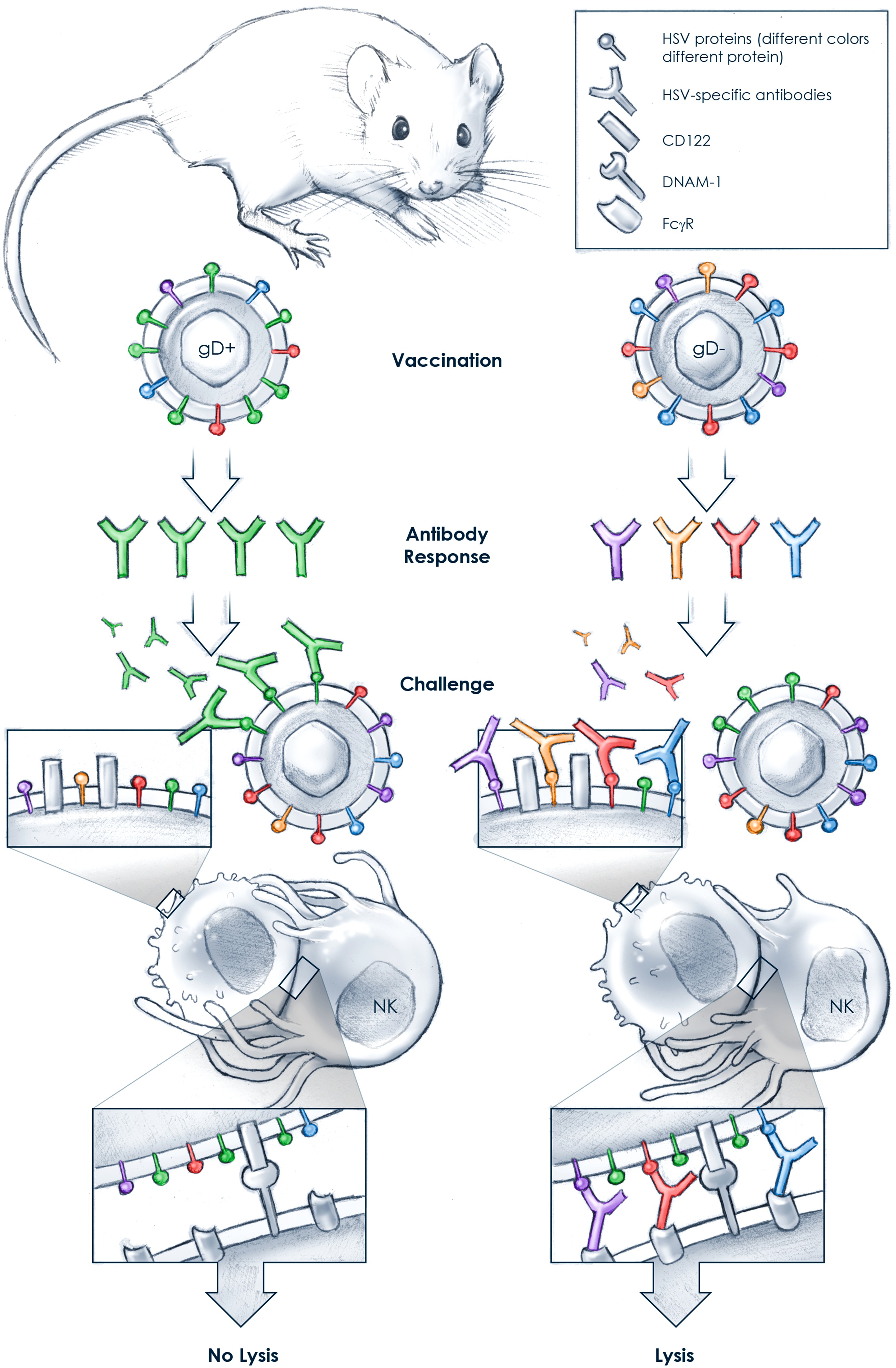 Ups and downs in the search for a Herpes simplex virus vaccine | eLife
