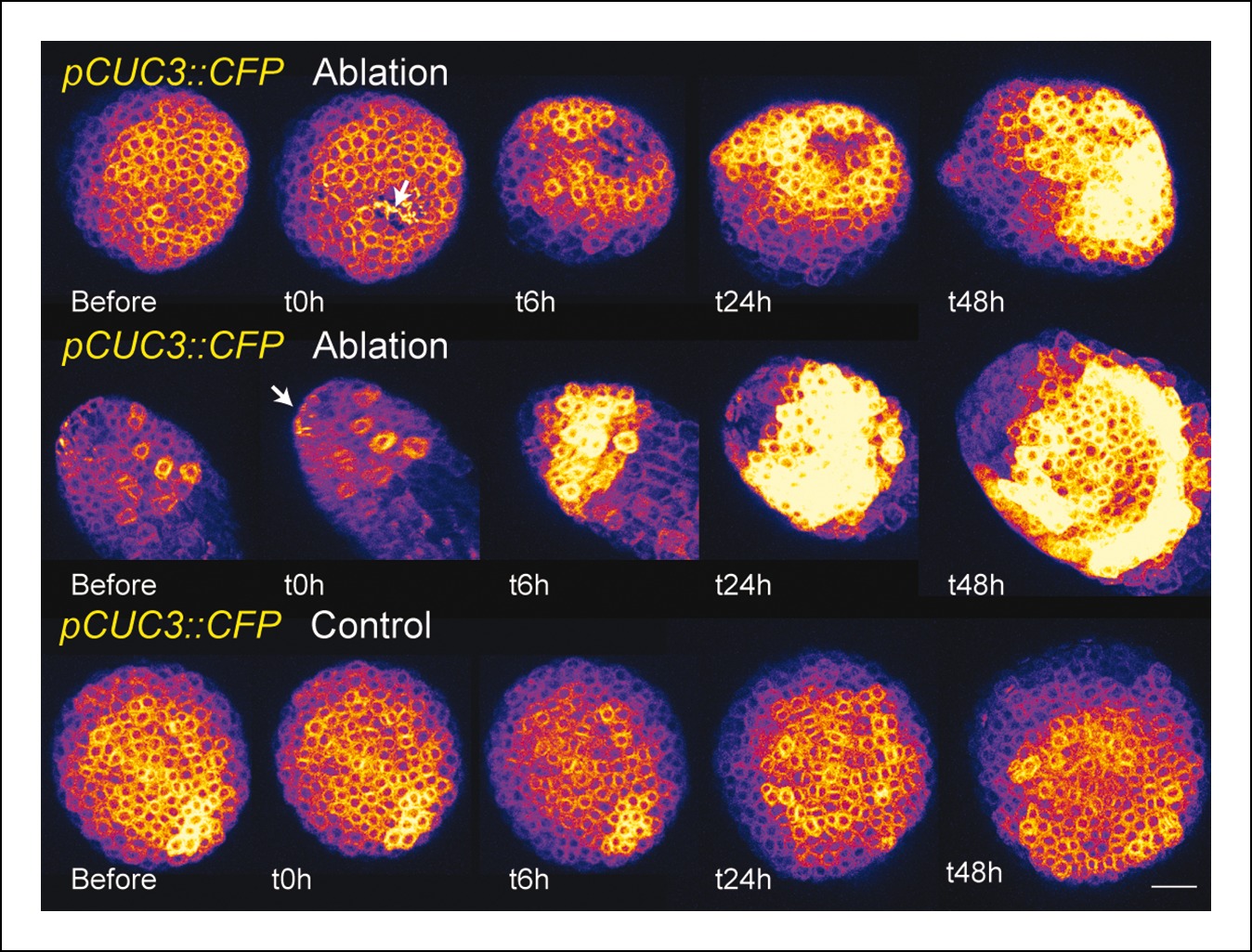 download anomalous x ray scattering for material characterization atomic scale