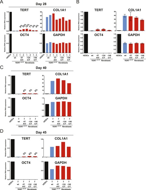 Cancer Associated Tert Promoter Mutations Abrogate Telomerase Silencing